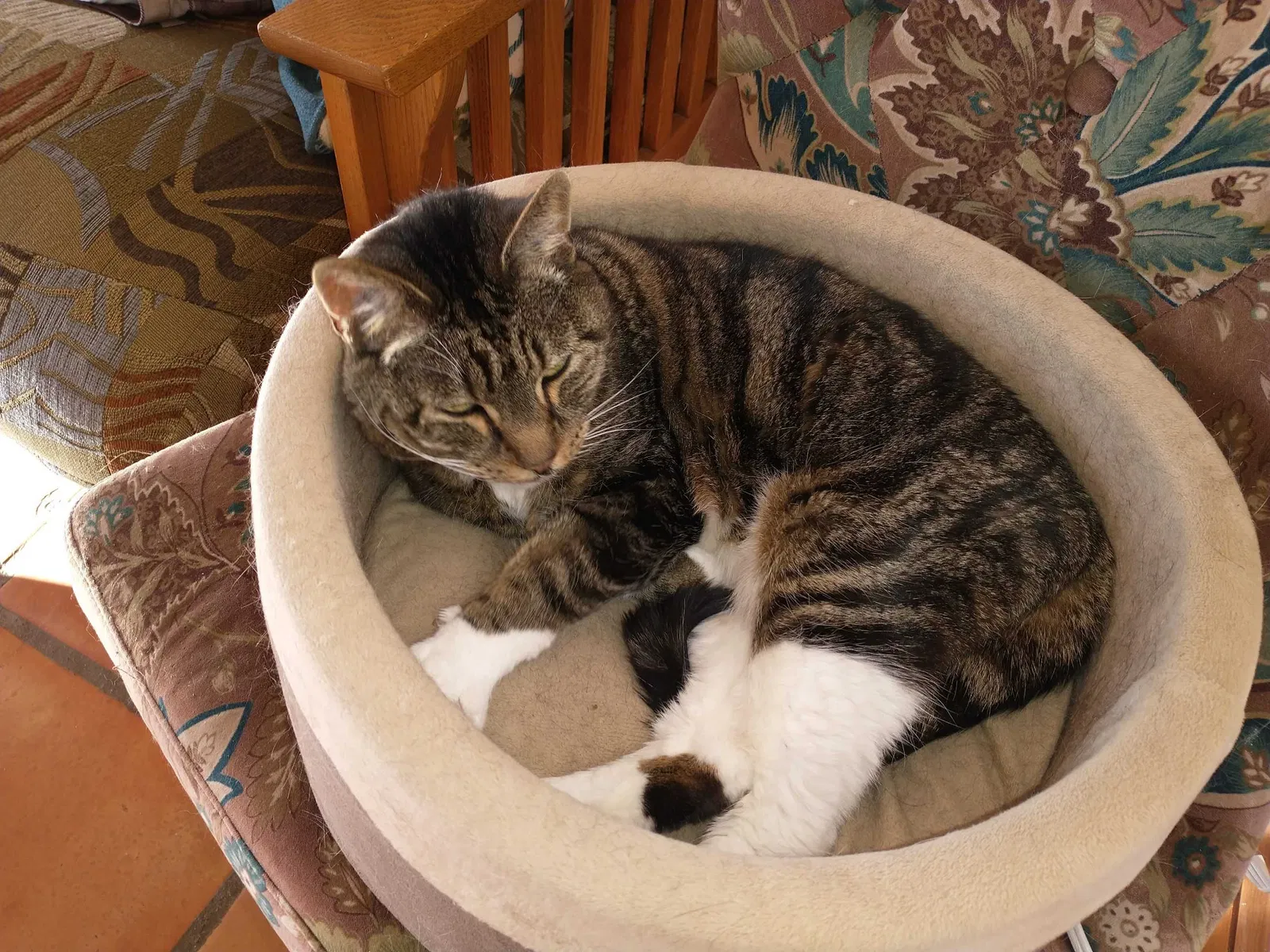 Lost cat in Edgewood, NM, 87015