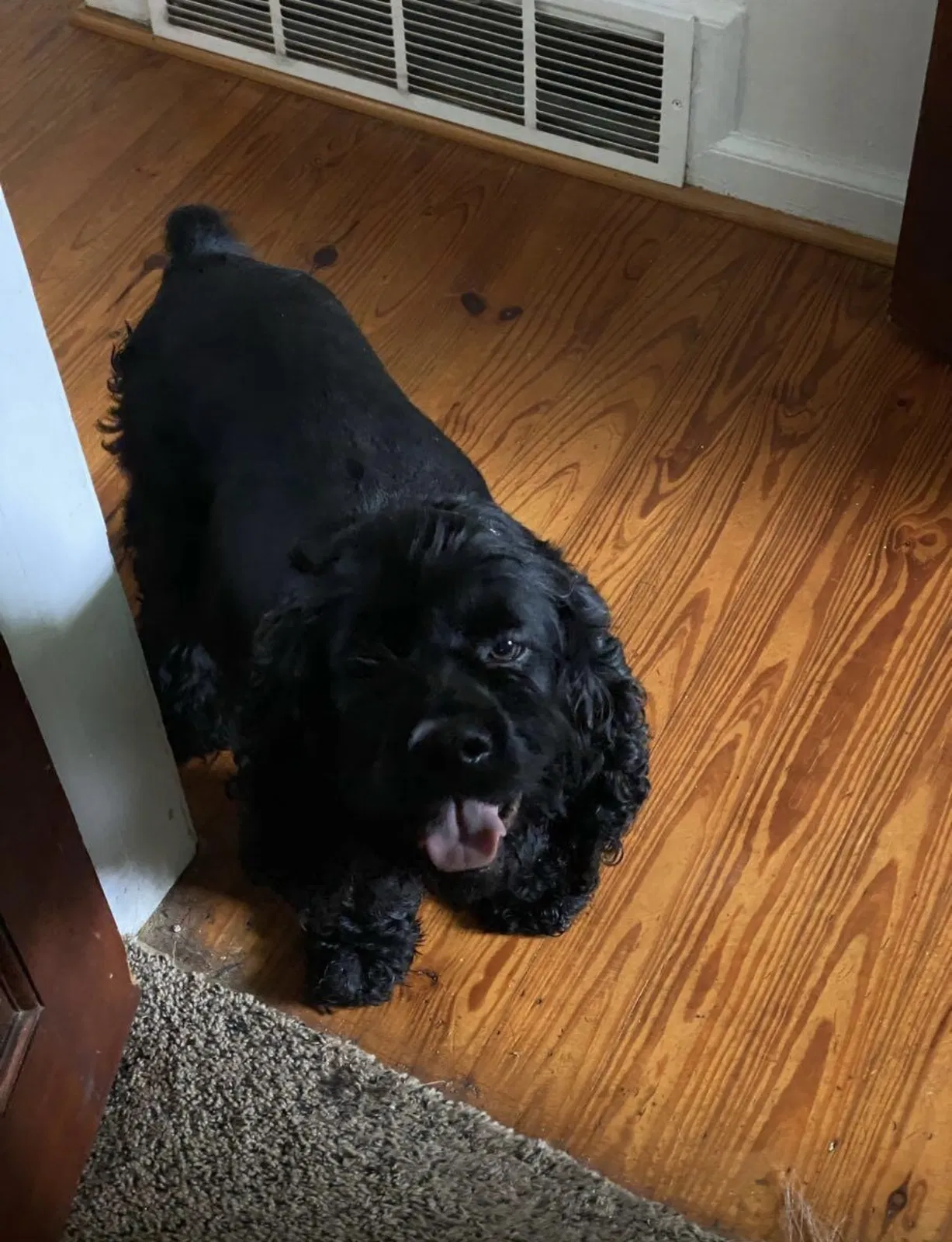 Lost dog in Atlanta, GA, 30311