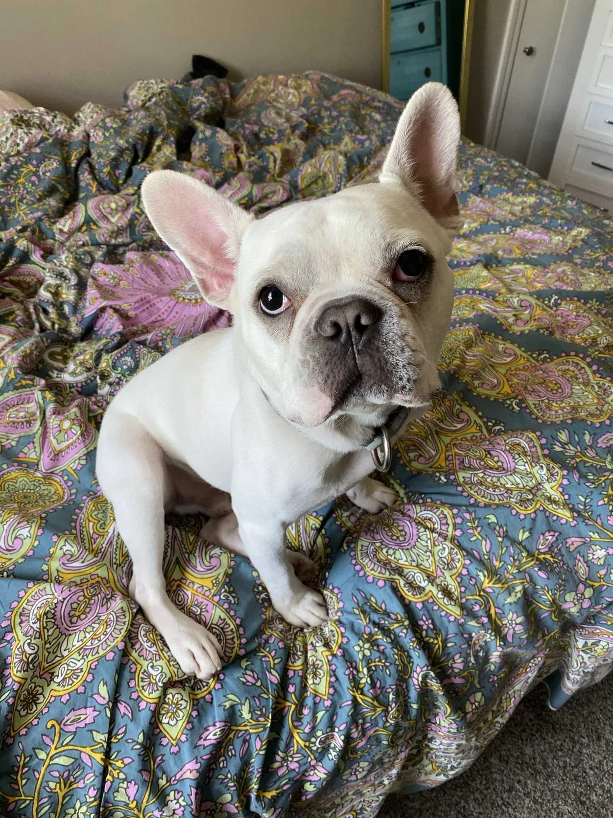 Lost dog in Cleveland, OH, 44113