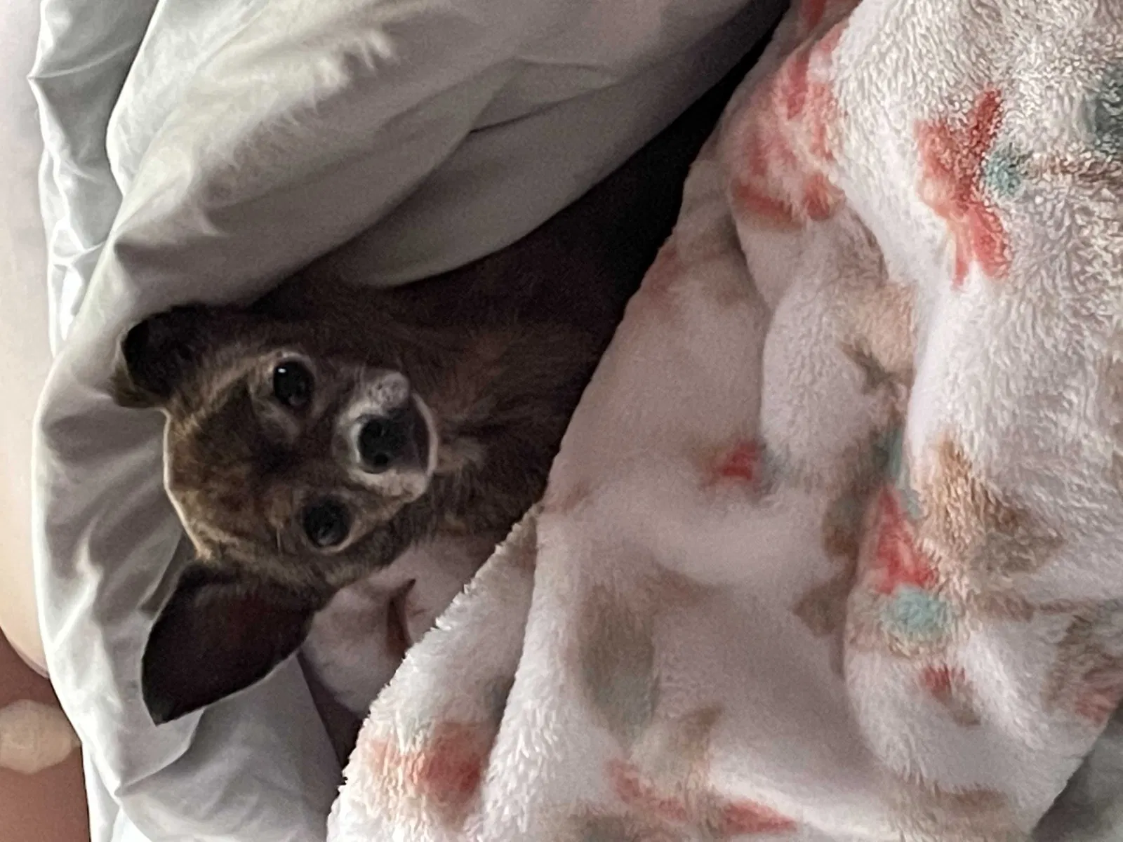 Lost dog in Melbourne, FL, 32901