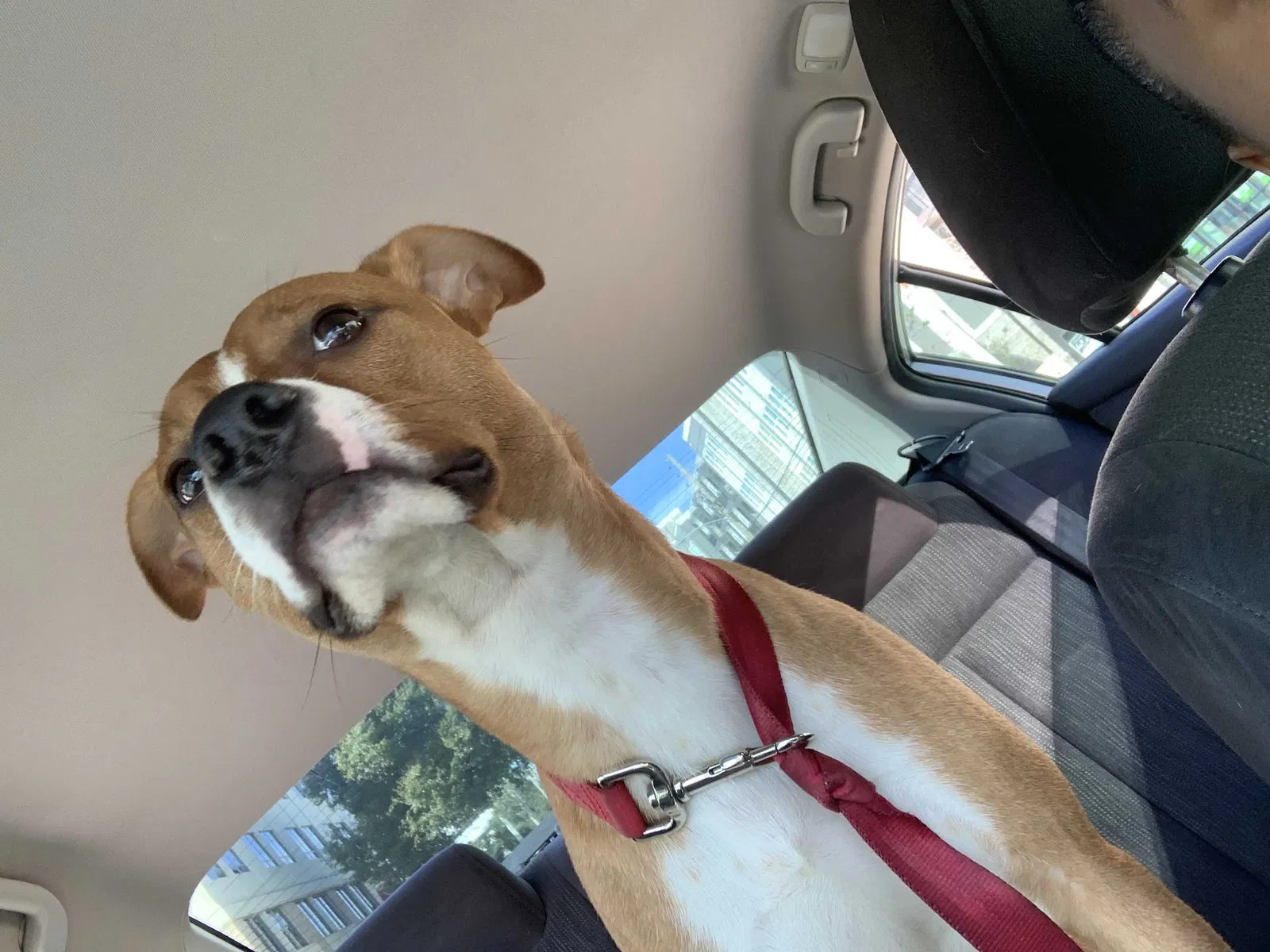 Lost dog in Orlando, FL, 32805
