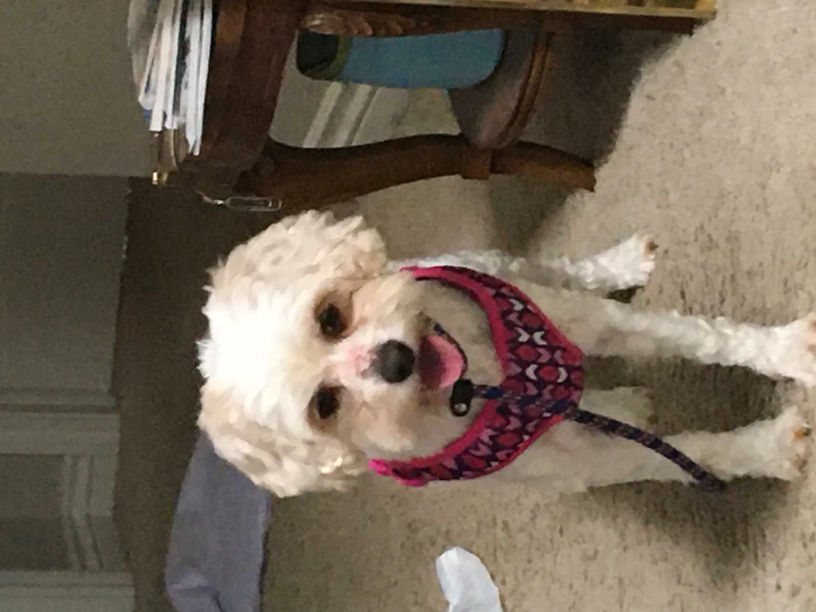 Lost dog in Kalamazoo, MI, 49006