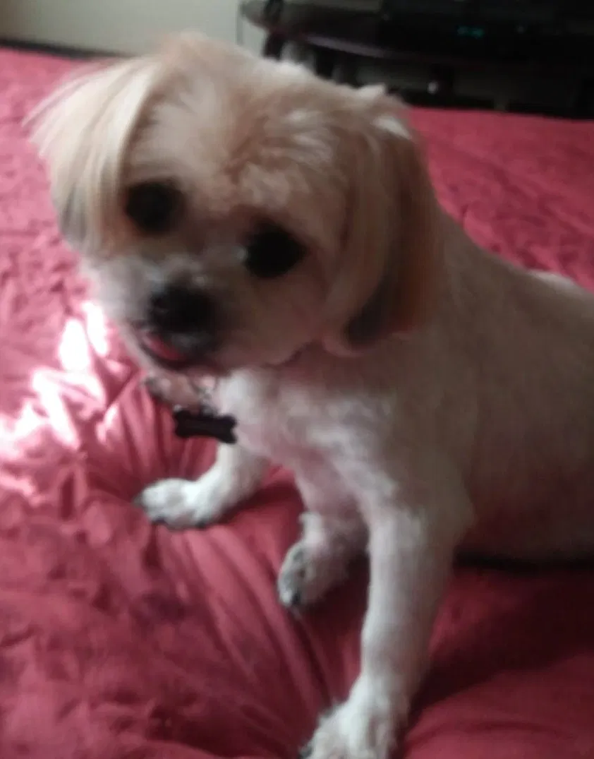 Lost dog in Hawthorne, CA, 90250