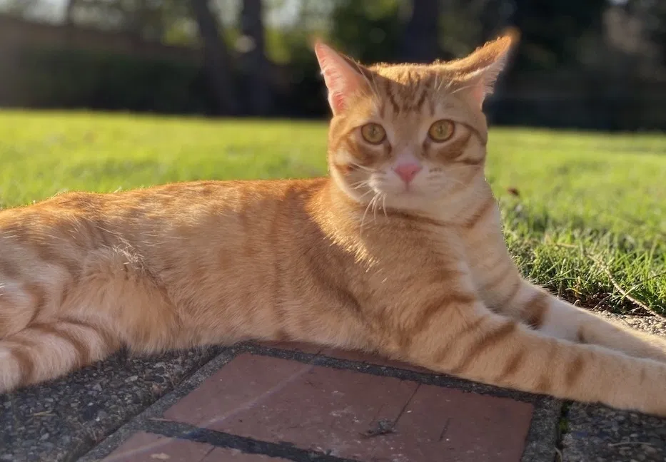 Lost cat in Bellevue, WA, 98006