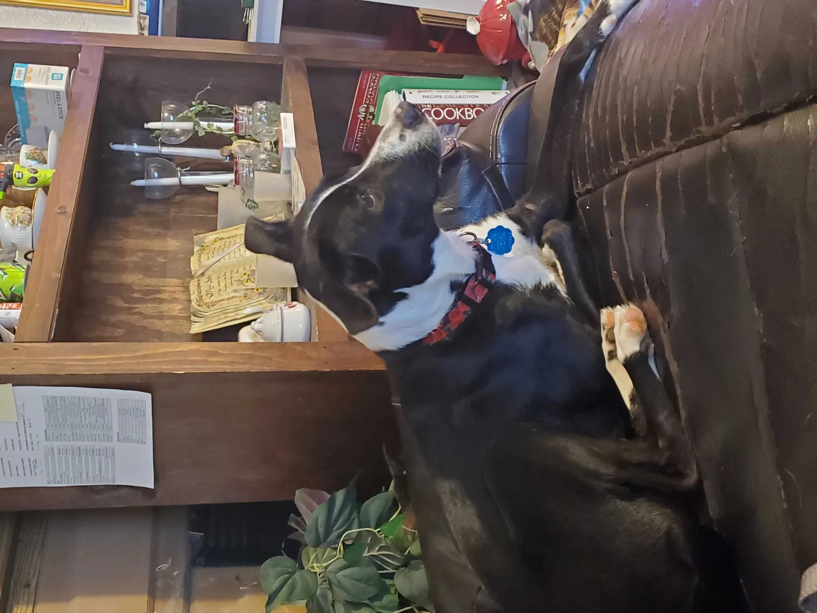 Lost dog in Evansville, IN, 47711
