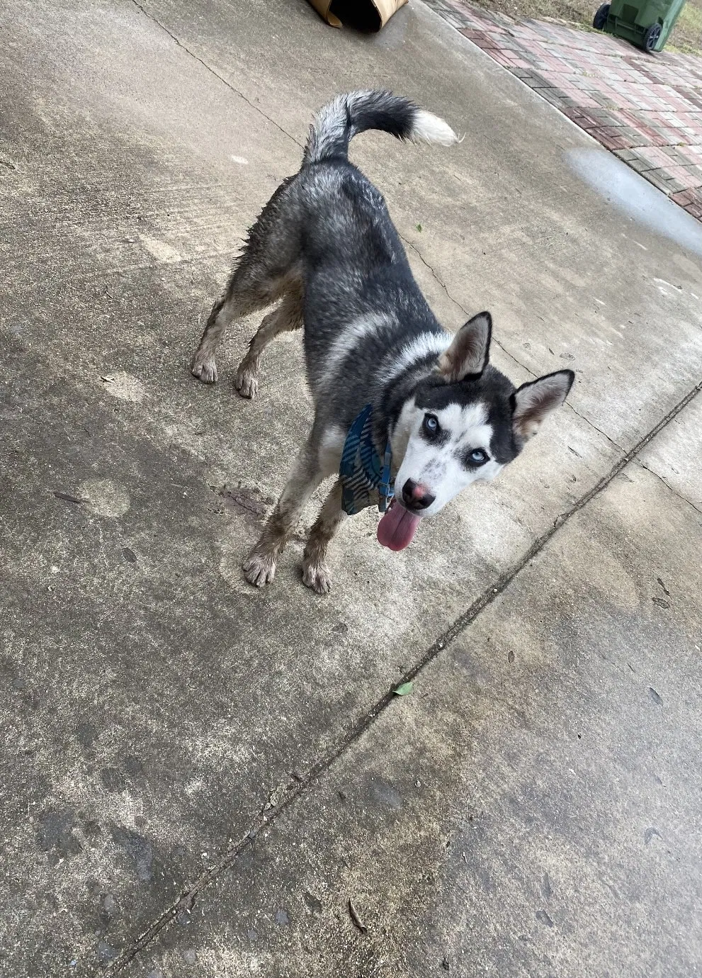 Lost dog in Harlingen, TX, 78552
