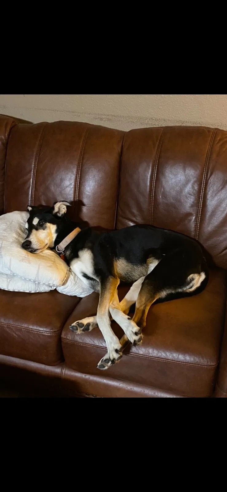 Lost dog in Conroe, TX, 77302