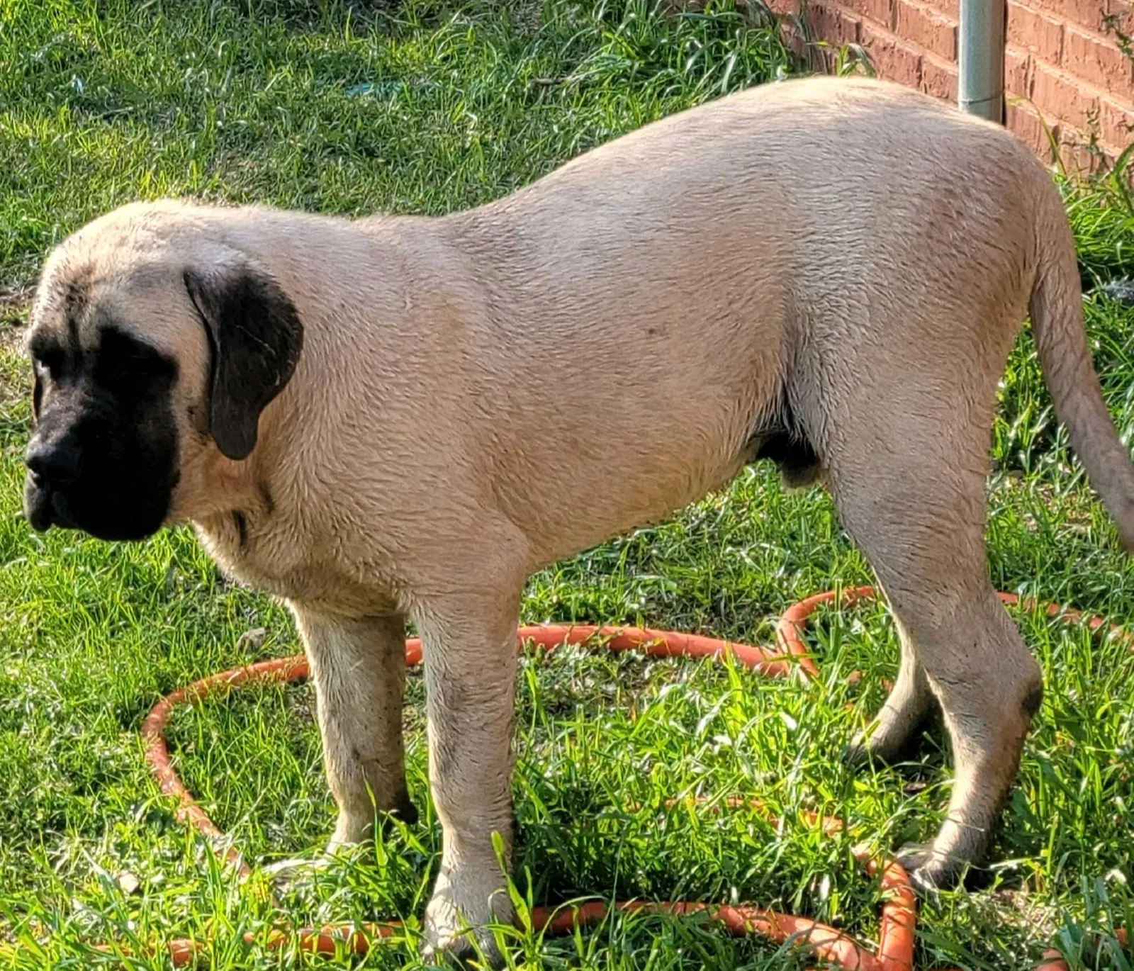 Lost dog in Clanton, AL, 35046