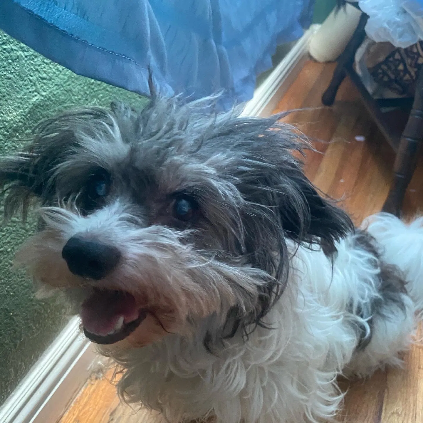 Lost dog in Inglewood, CA, 90303