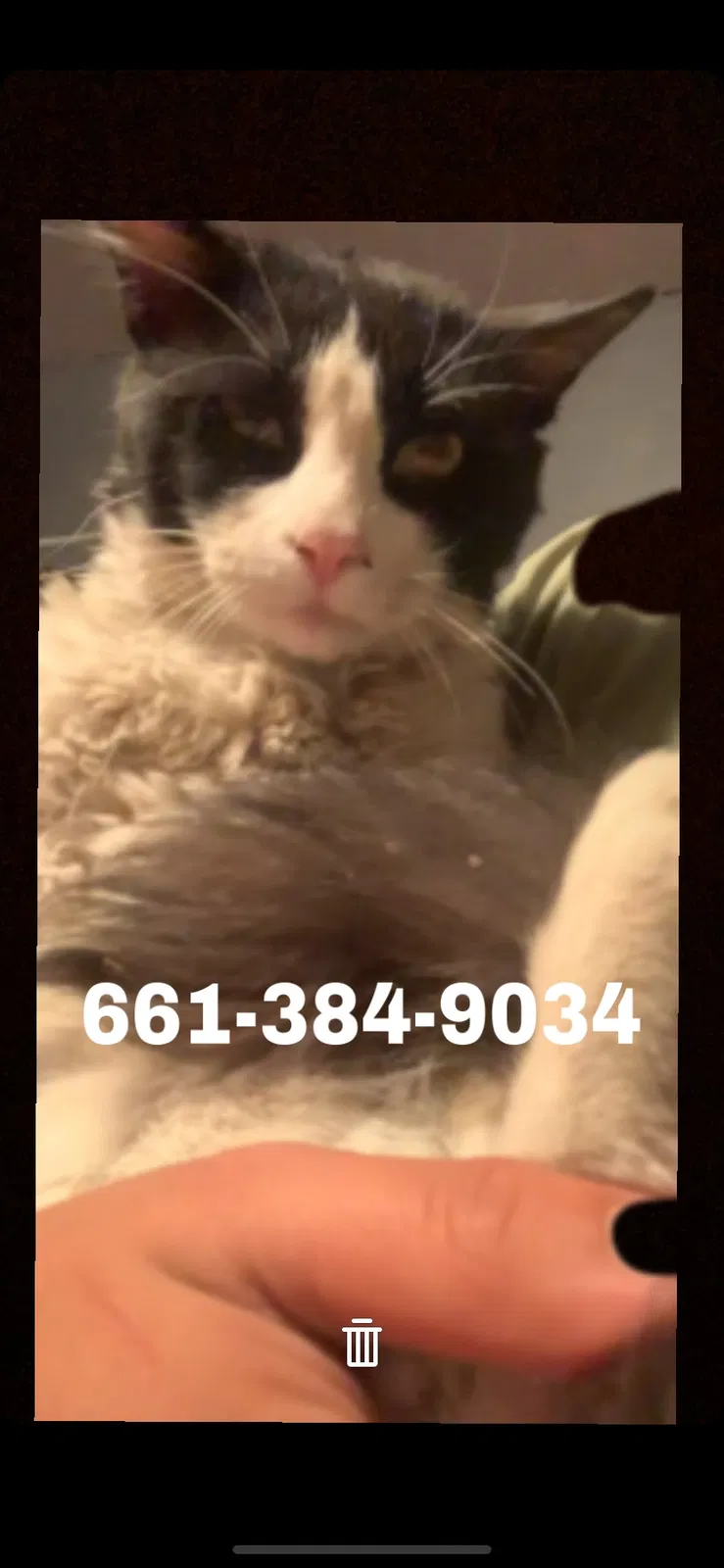 Lost cat in Bakersfield, CA, 93307