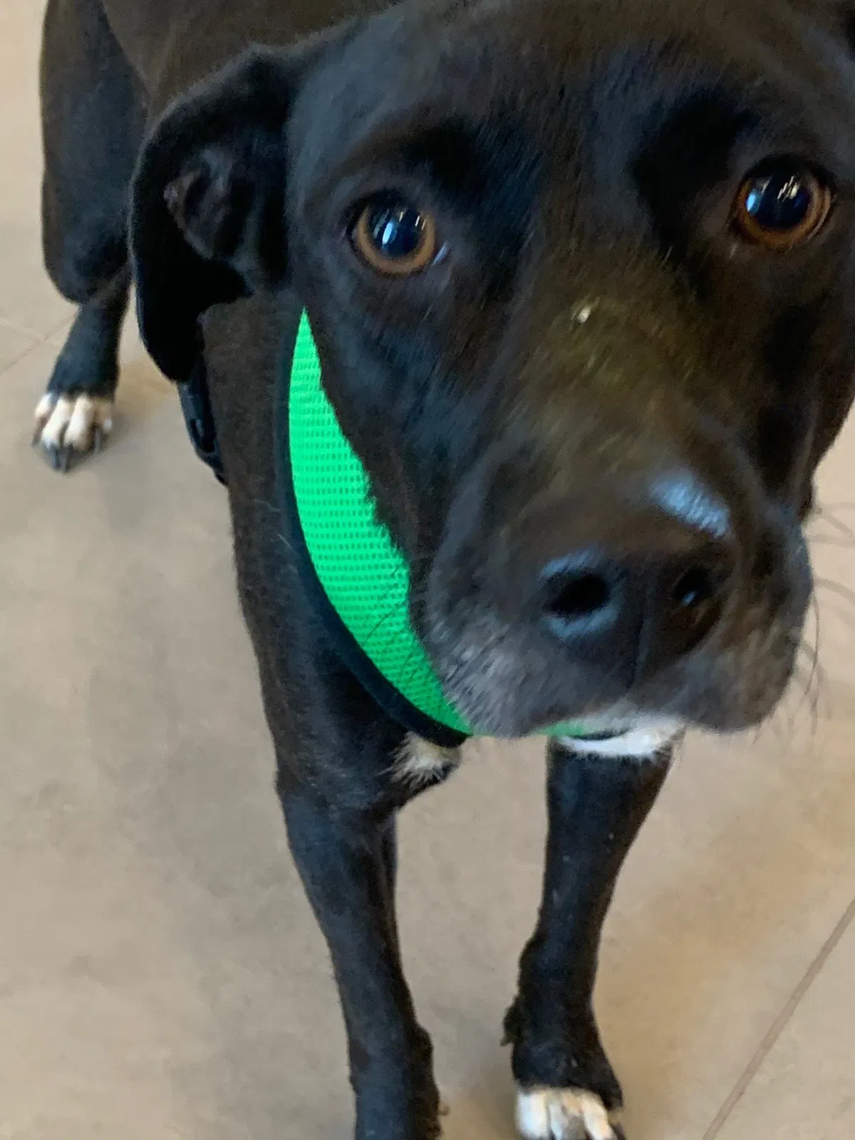 Found dog in Baytown, TX, 77523