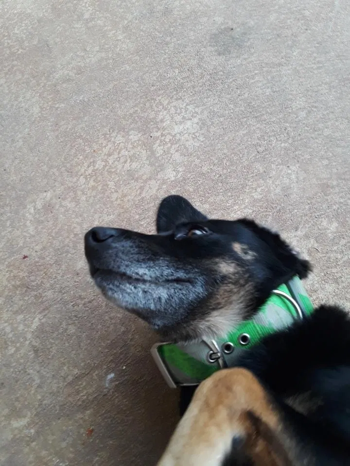 Lost dog in Plainfield, IN, 46168