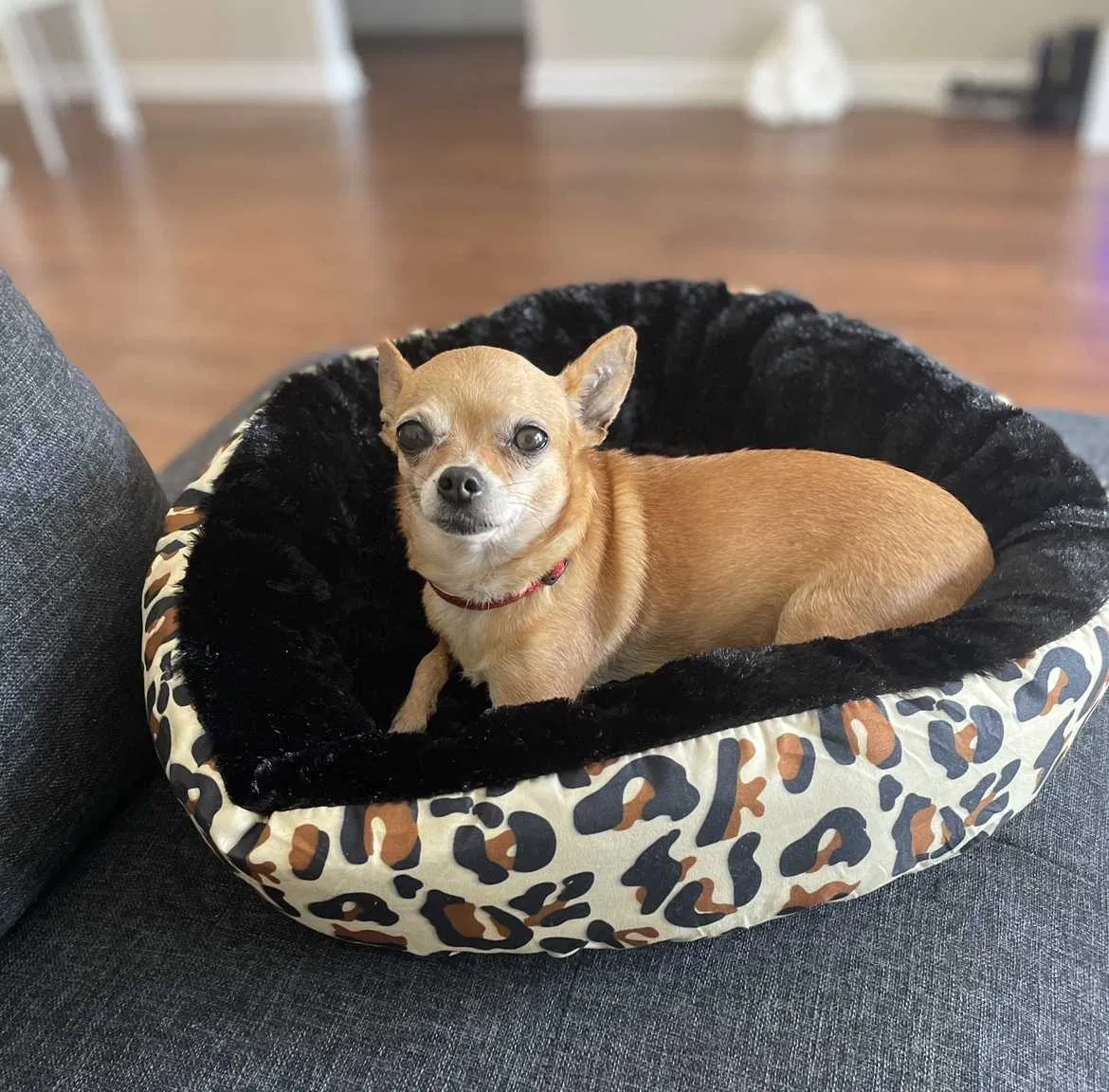 Lost dog in Orlando, FL, 32809