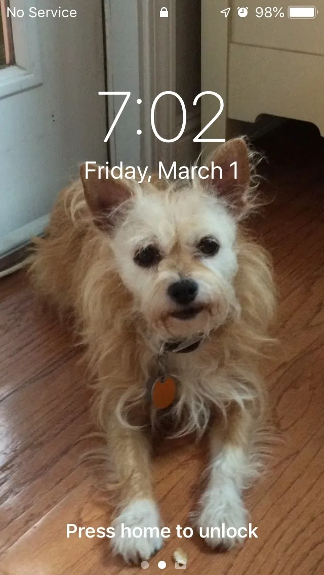 Lost dog in Oakhurst, CA, 93644