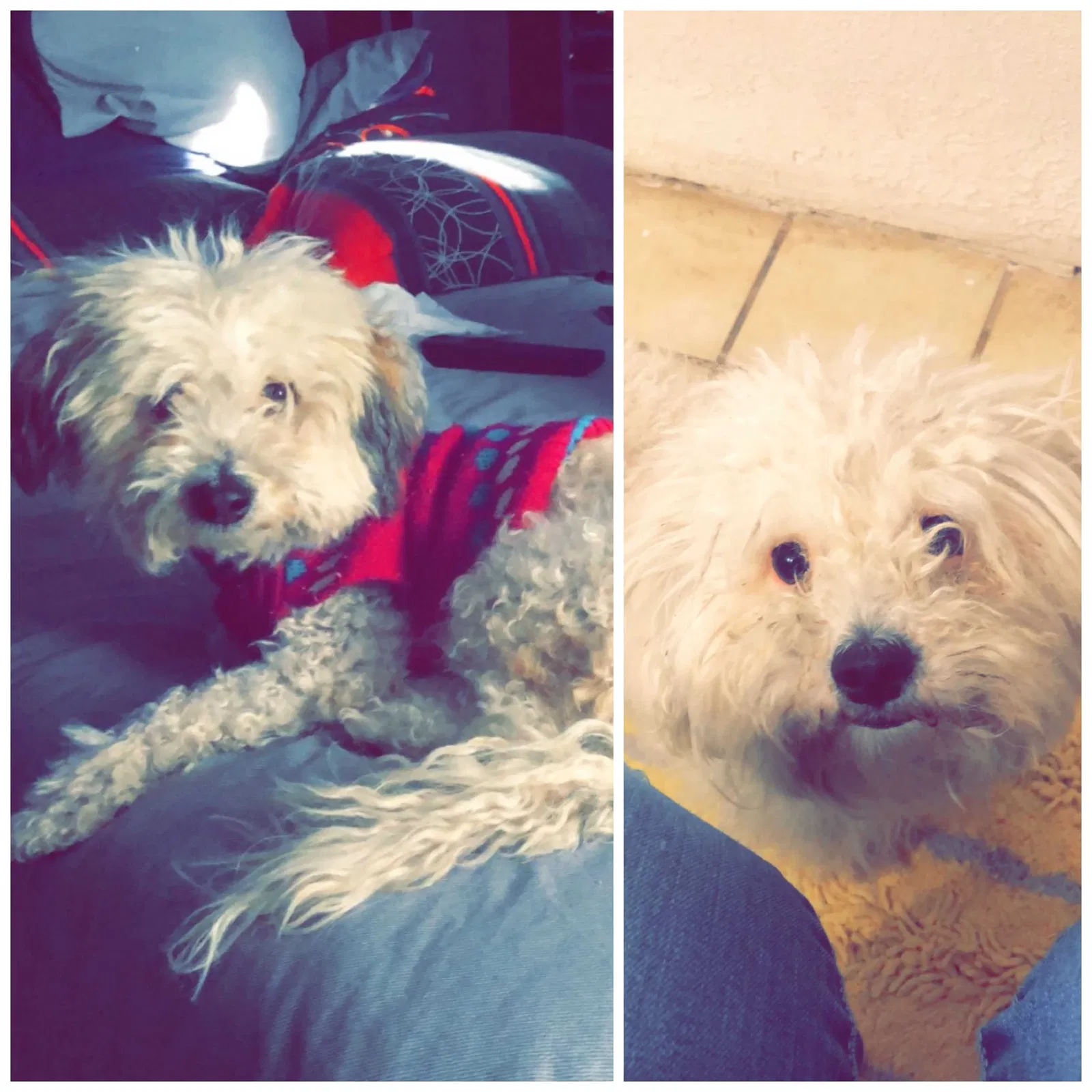 Lost dog in Albuquerque, NM, 87105