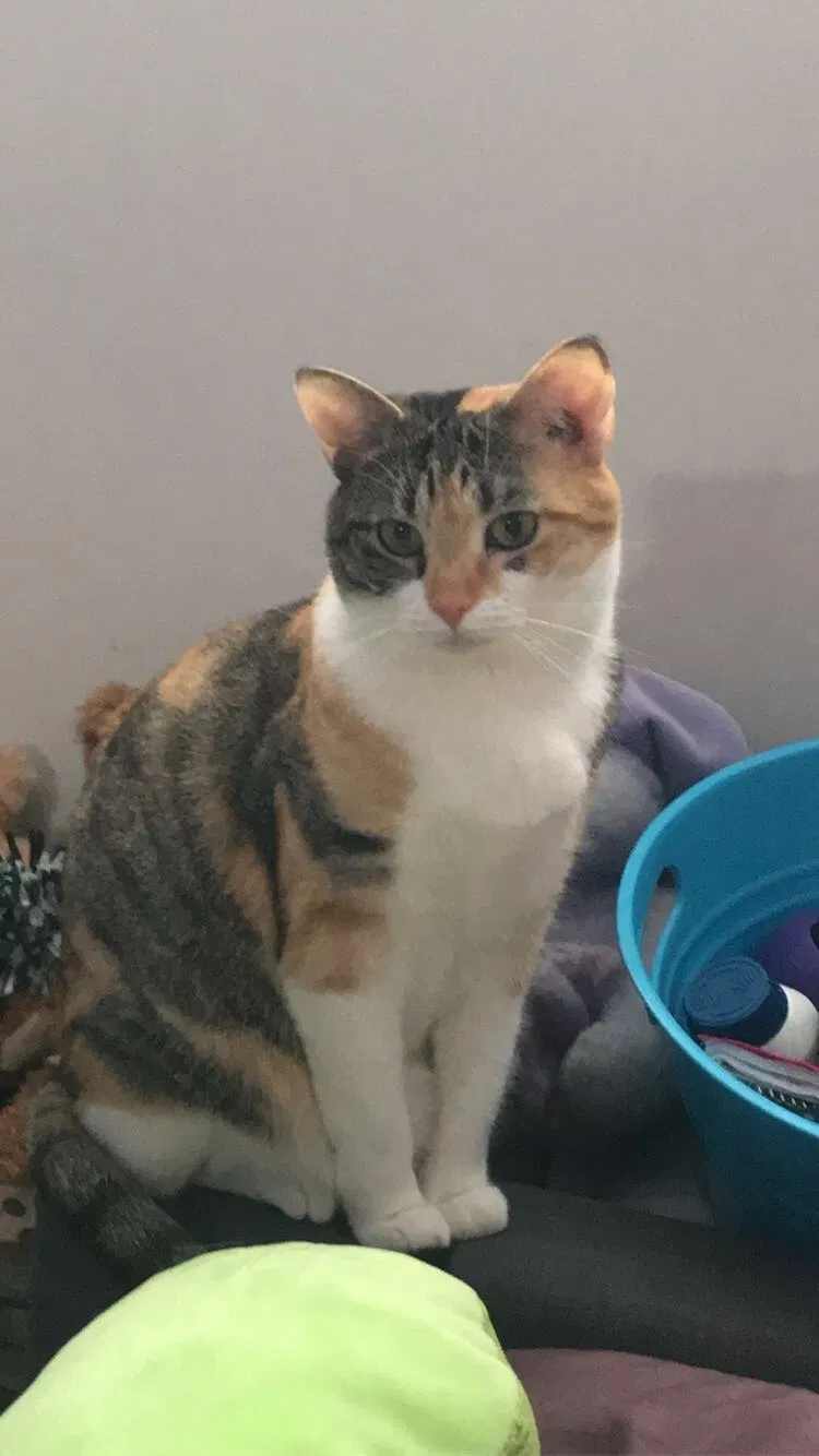 Lost cat in Mansfield, MA, 2048