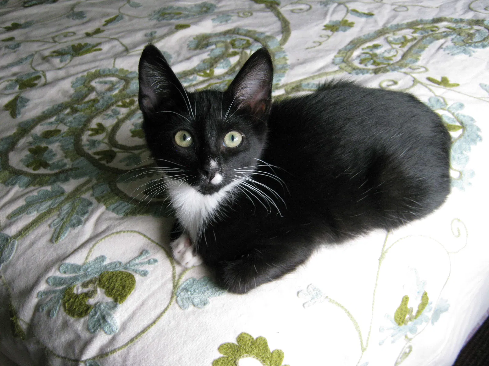 Lost cat in Crystal River, FL, 34428