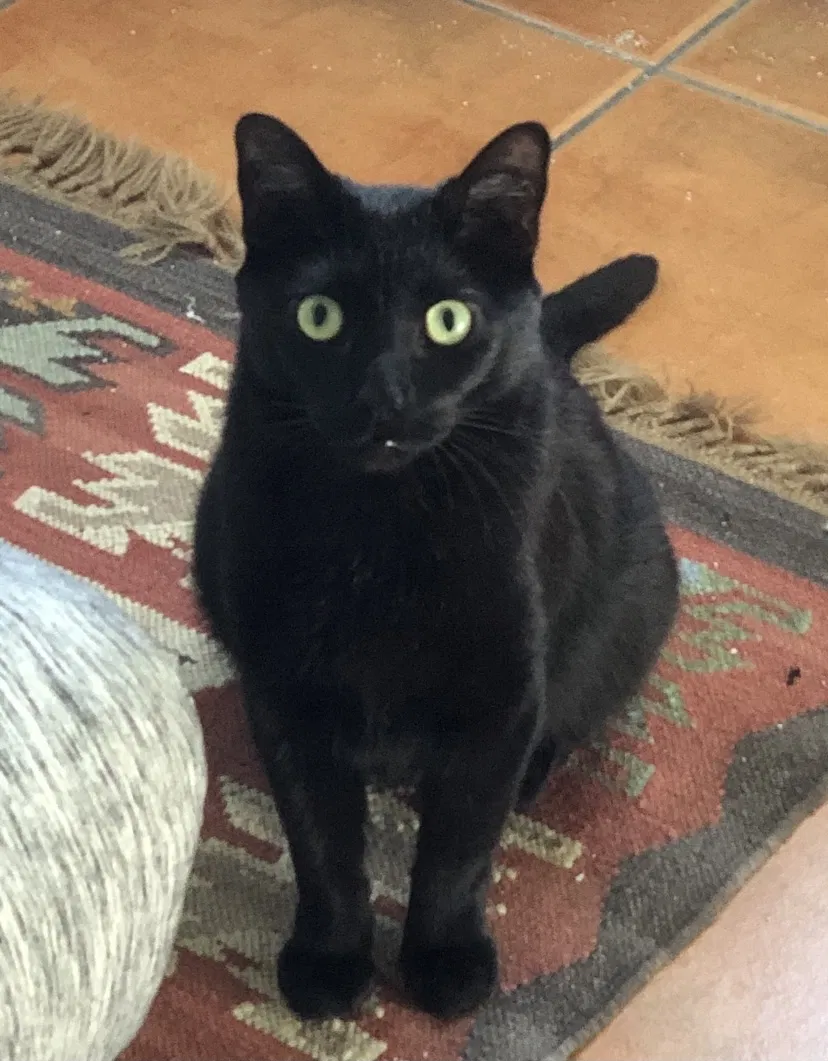 Lost cat in Fort Lauderdale, FL, 33334
