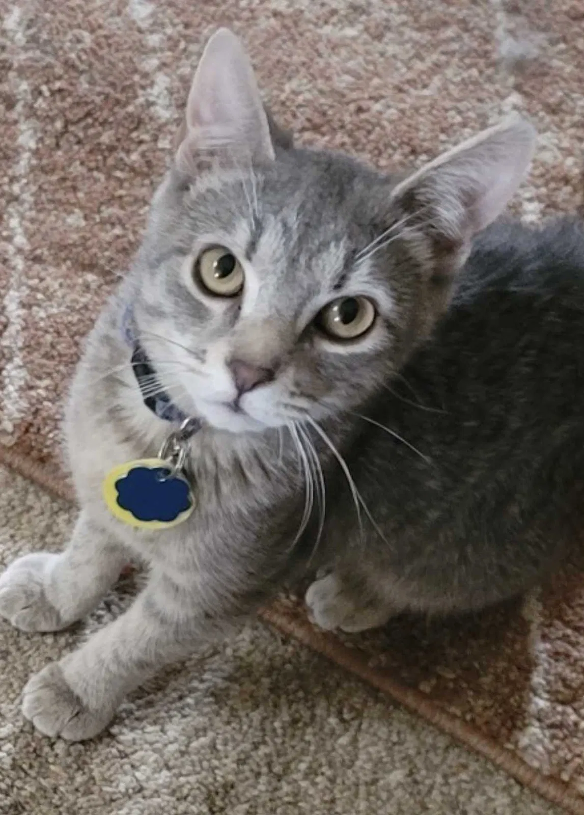 Lost cat in Fort Collins, CO, 80526