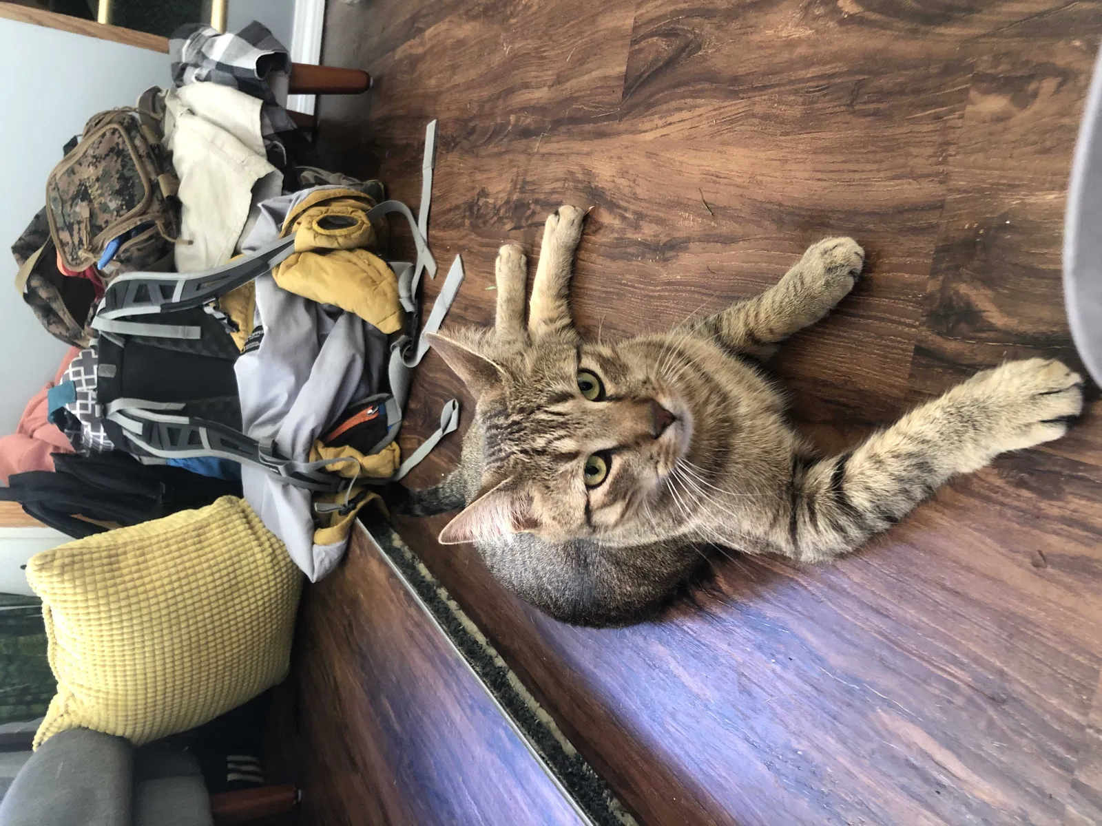 Lost cat in Grantham, NH, 3753