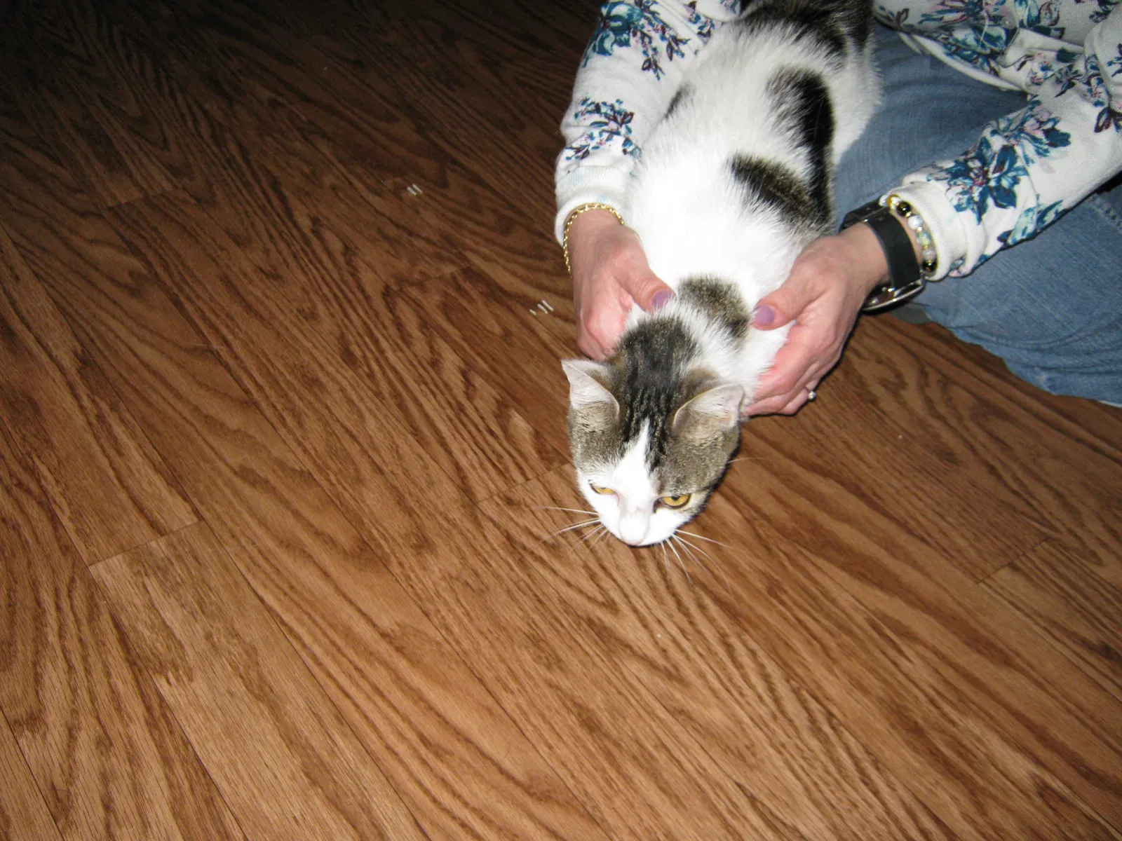 Found cat in Crystal River, FL, 34428