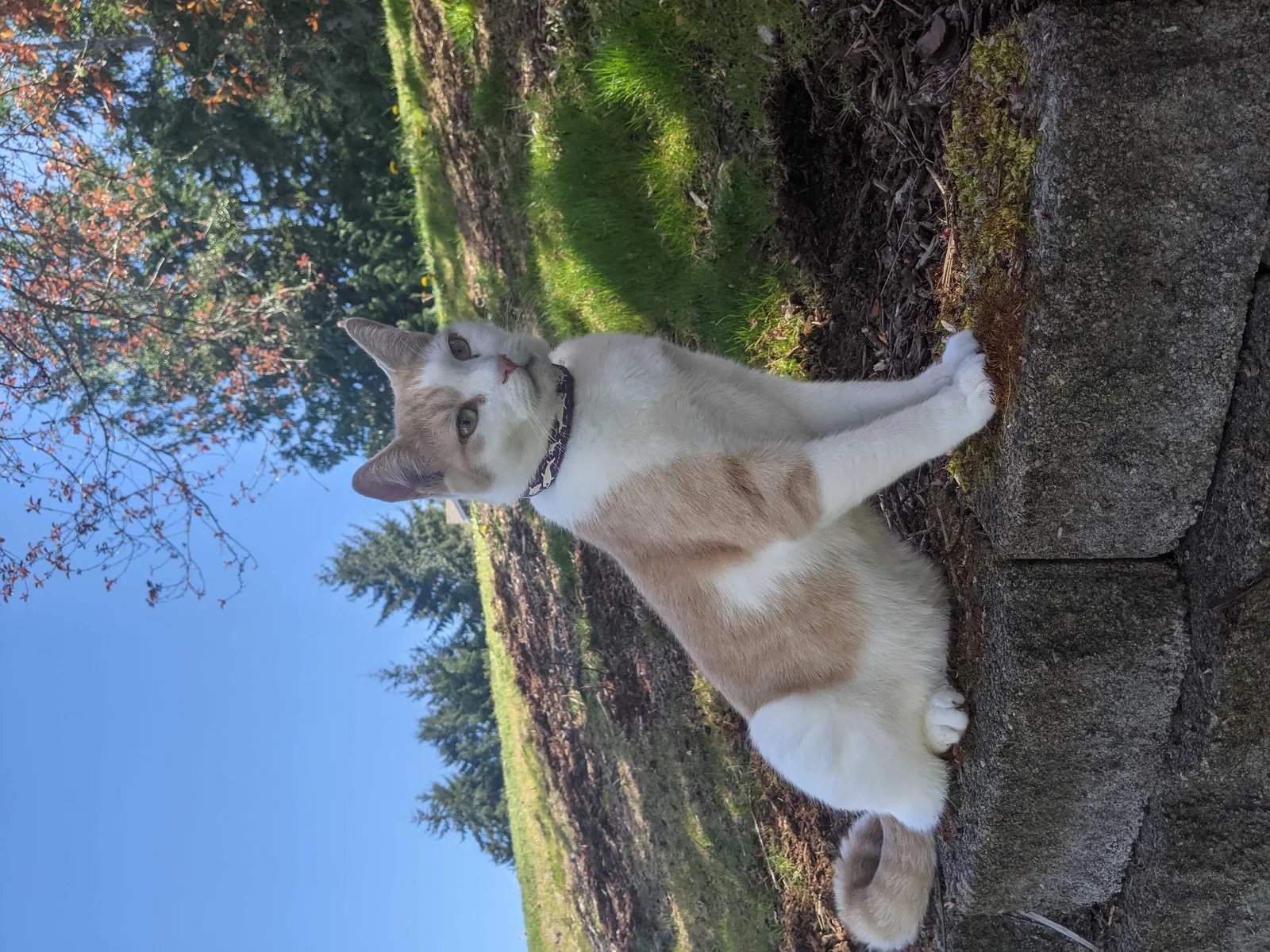 Lost cat in Gig Harbor, WA, 98332