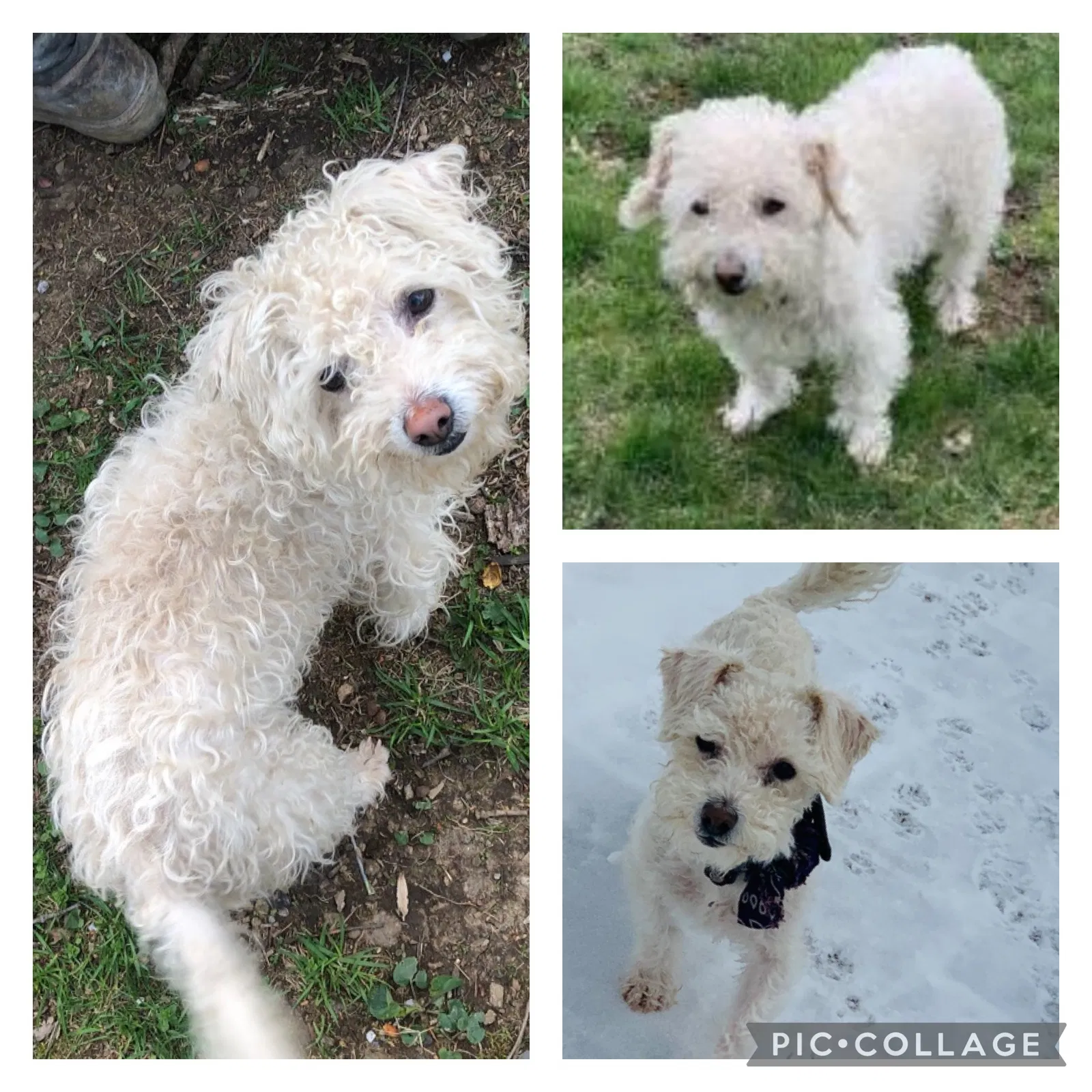 Lost dog in Ironia, NJ, 7845
