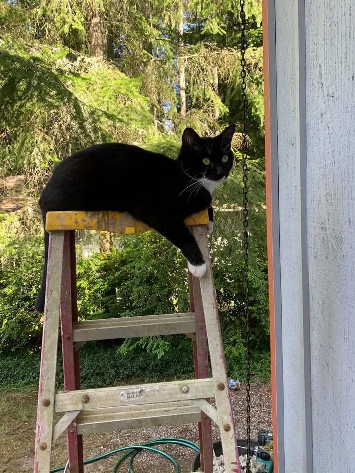 Lost cat in Gig Harbor, WA, 98335