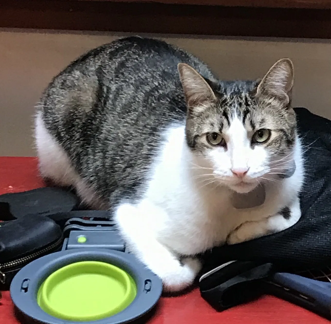 Lost cat in Bainbridge Island, WA, 98110