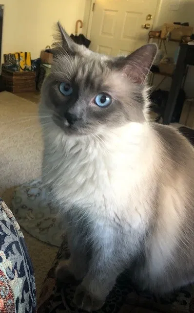 Lost cat in Benicia, CA, 94510
