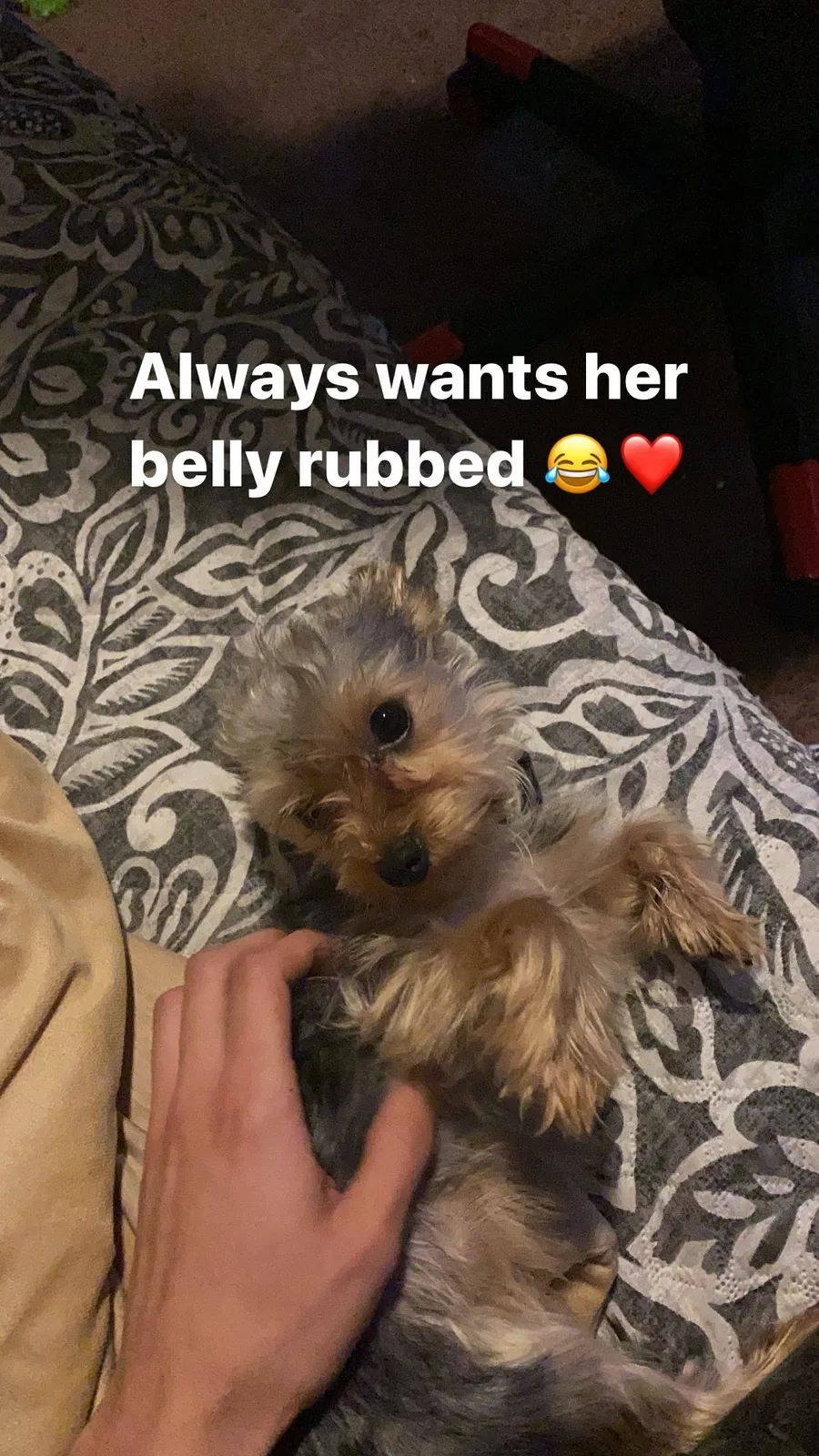 Lost dog in Deltona, FL, 32725