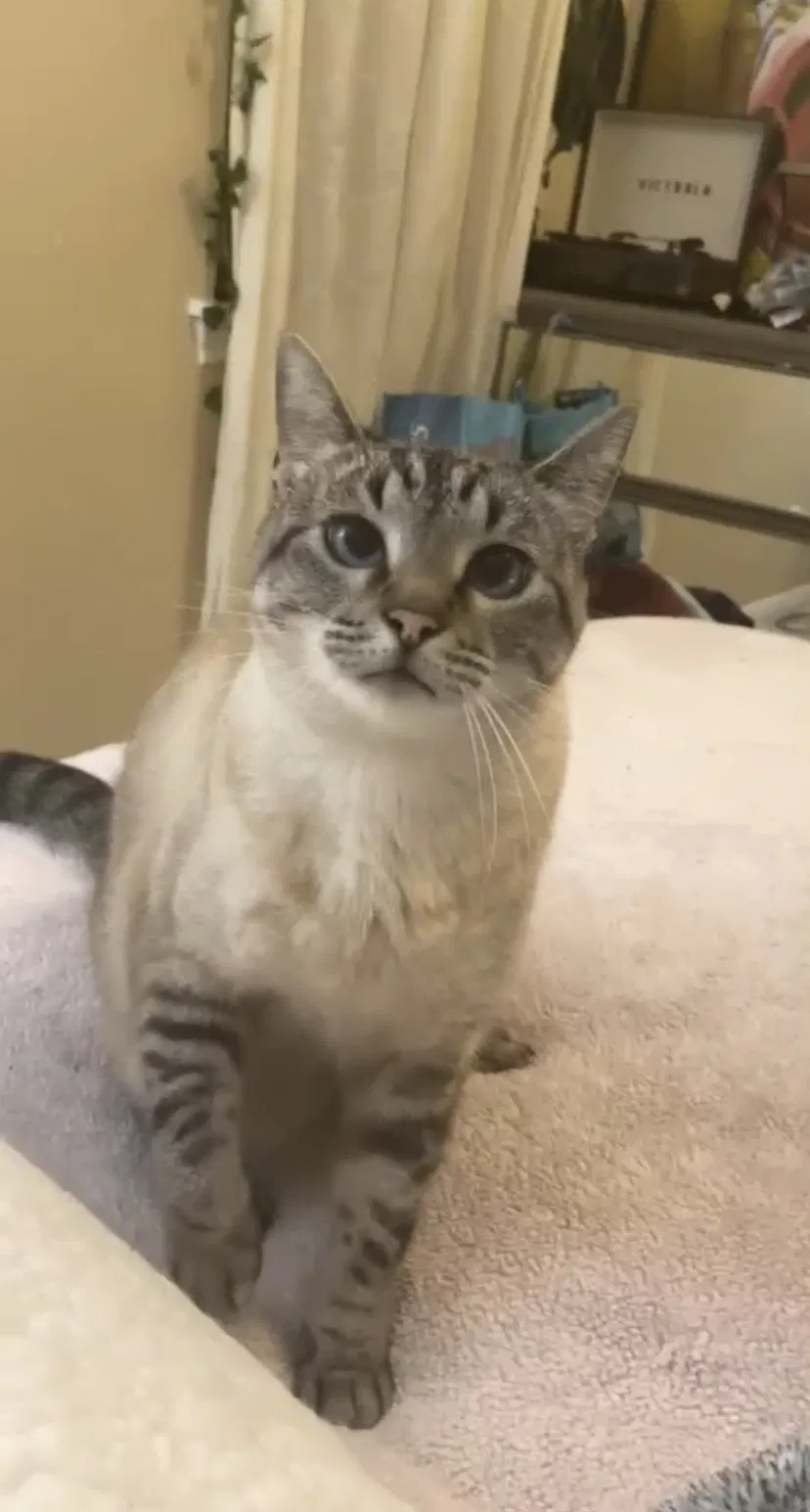 Lost cat in Dallas, TX, 75240