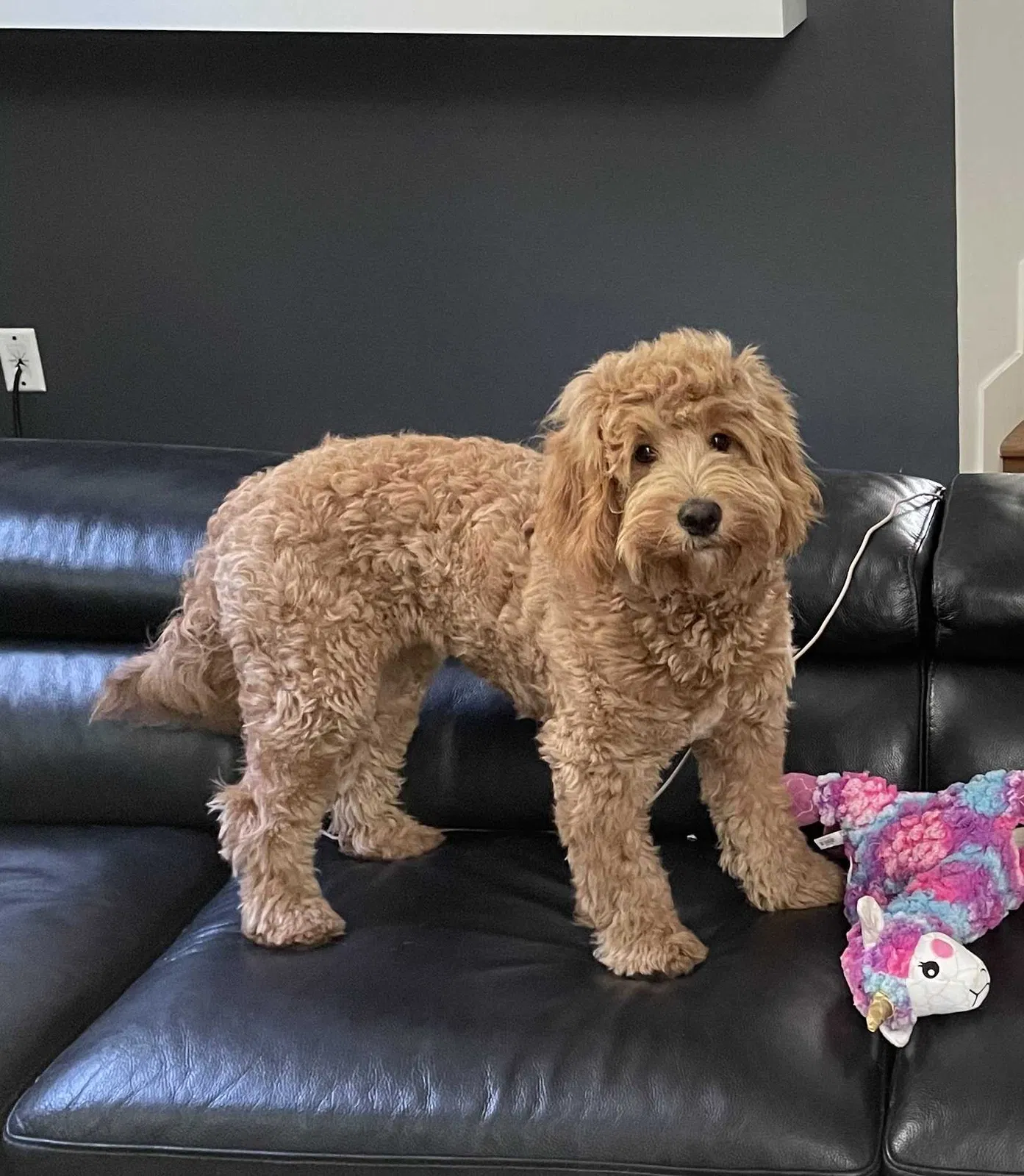 Lost dog in Los Angeles, CA, 90046
