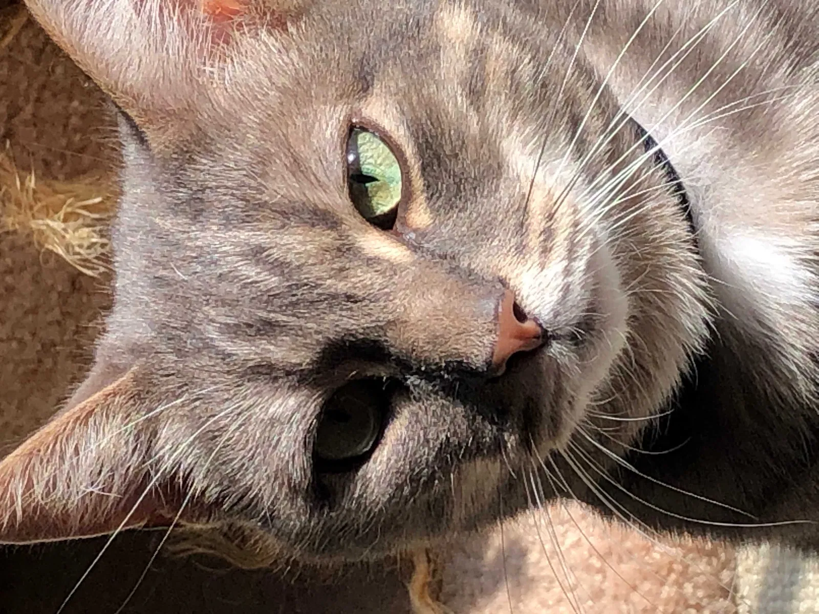 Lost cat in Chesapeake, VA, 23320