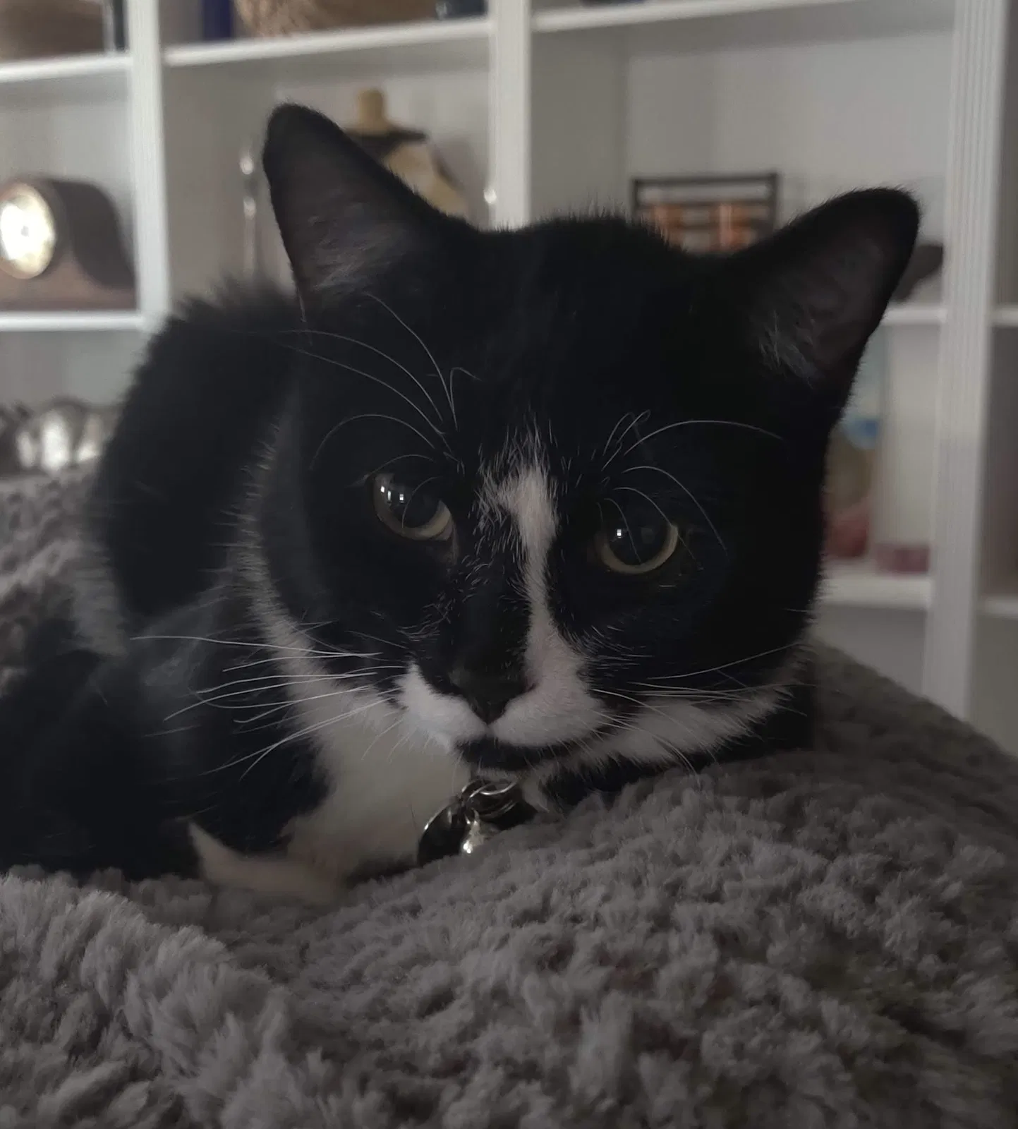 Lost cat in Albuquerque, NM, 87109
