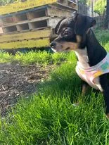 Lost dog in Chicago, IL, 60651