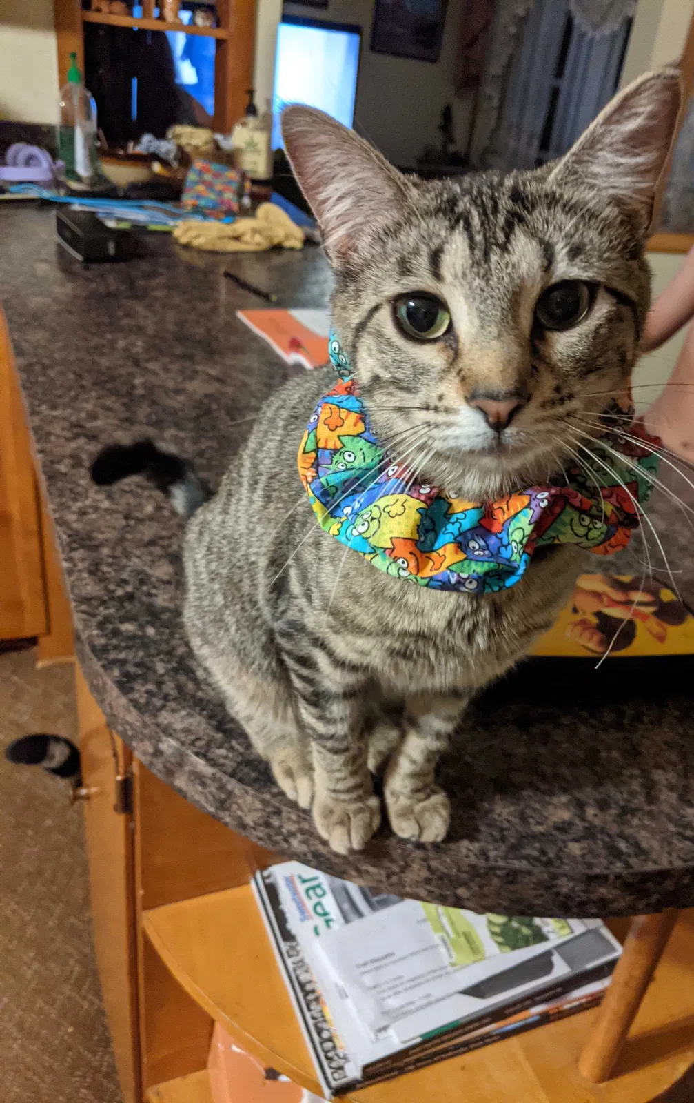 Lost cat in Auburn, NE, 68305