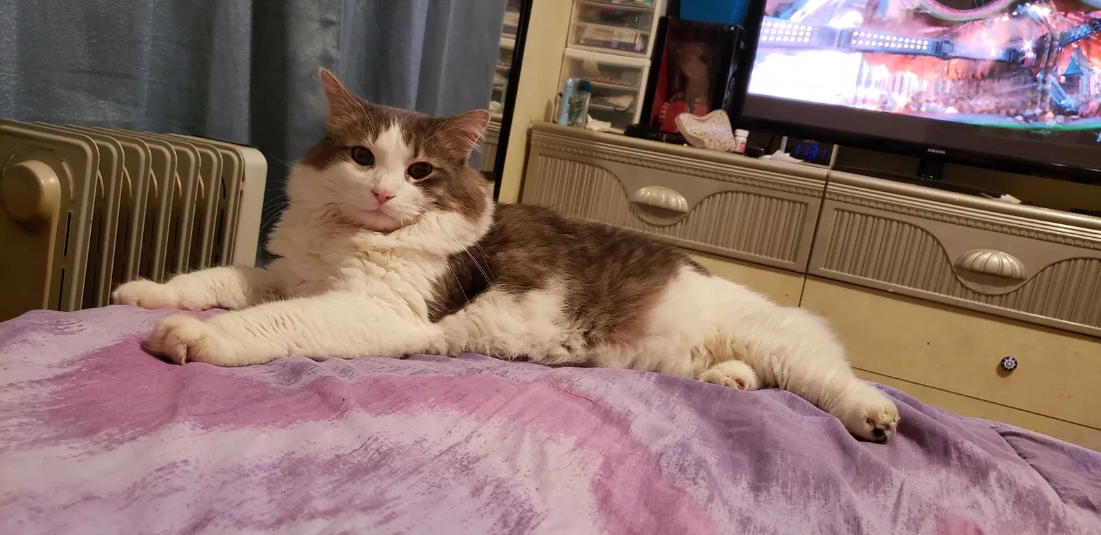 Lost cat in Birmingham, AL, 35211