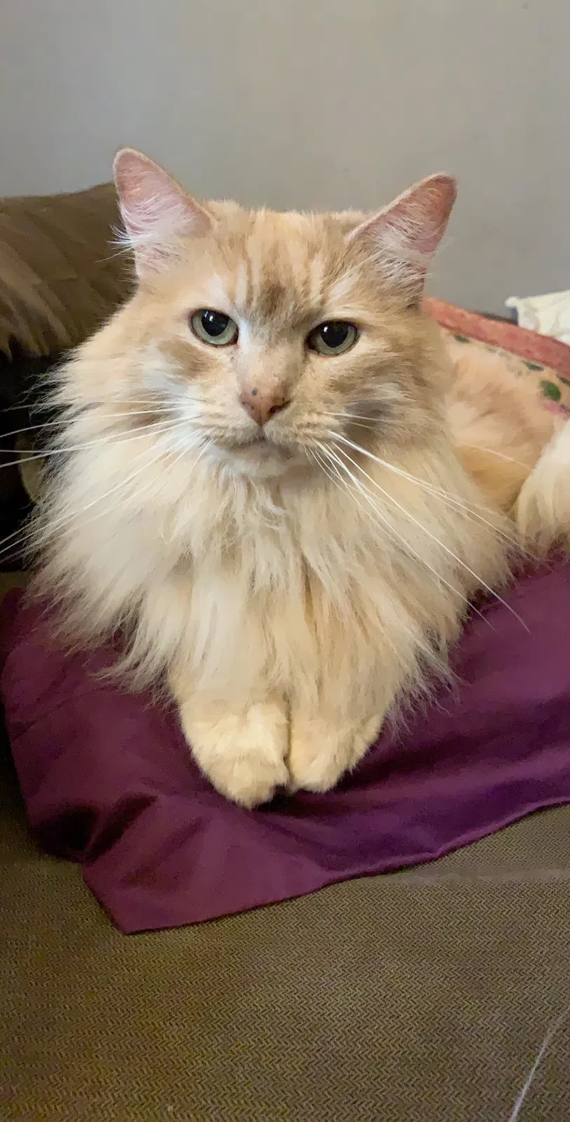 Lost cat in Portland, OR, 97220