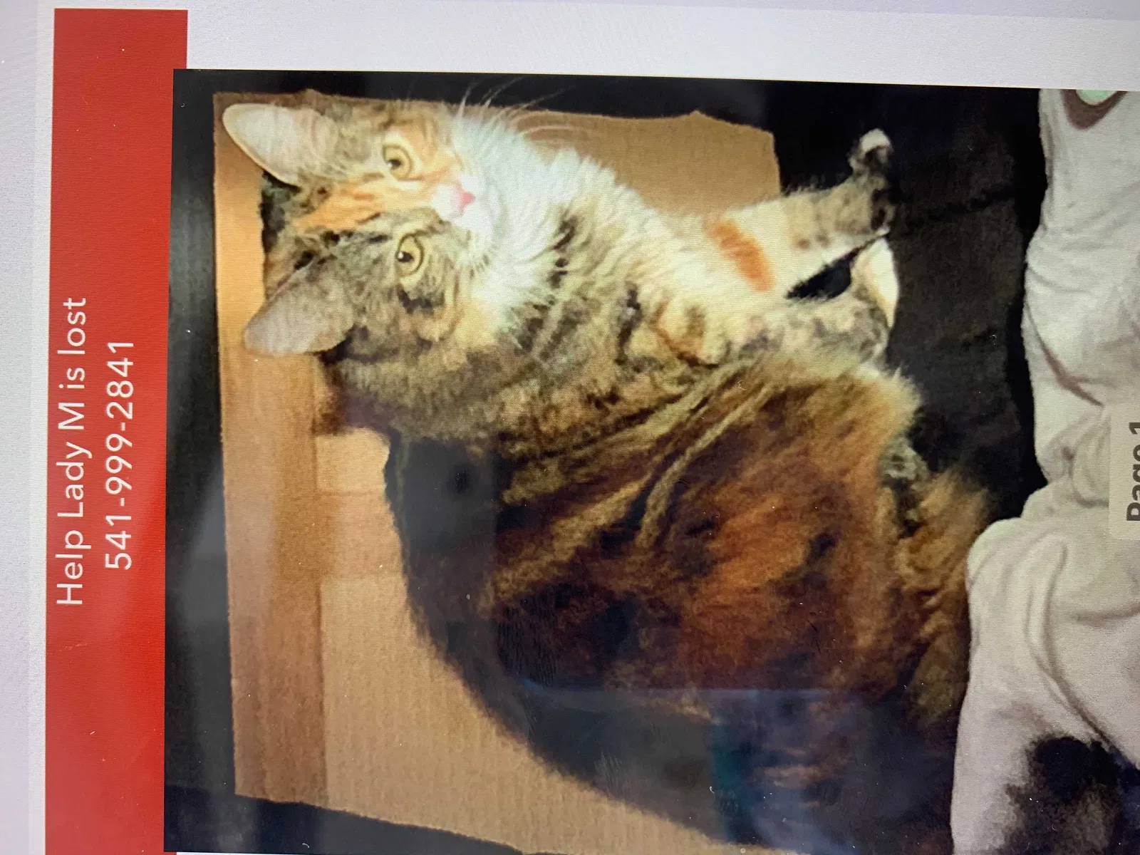 Lost cat in Tacoma, WA, 98422