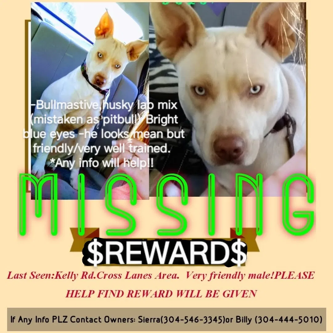 Lost dog in Charleston, WV, 25313