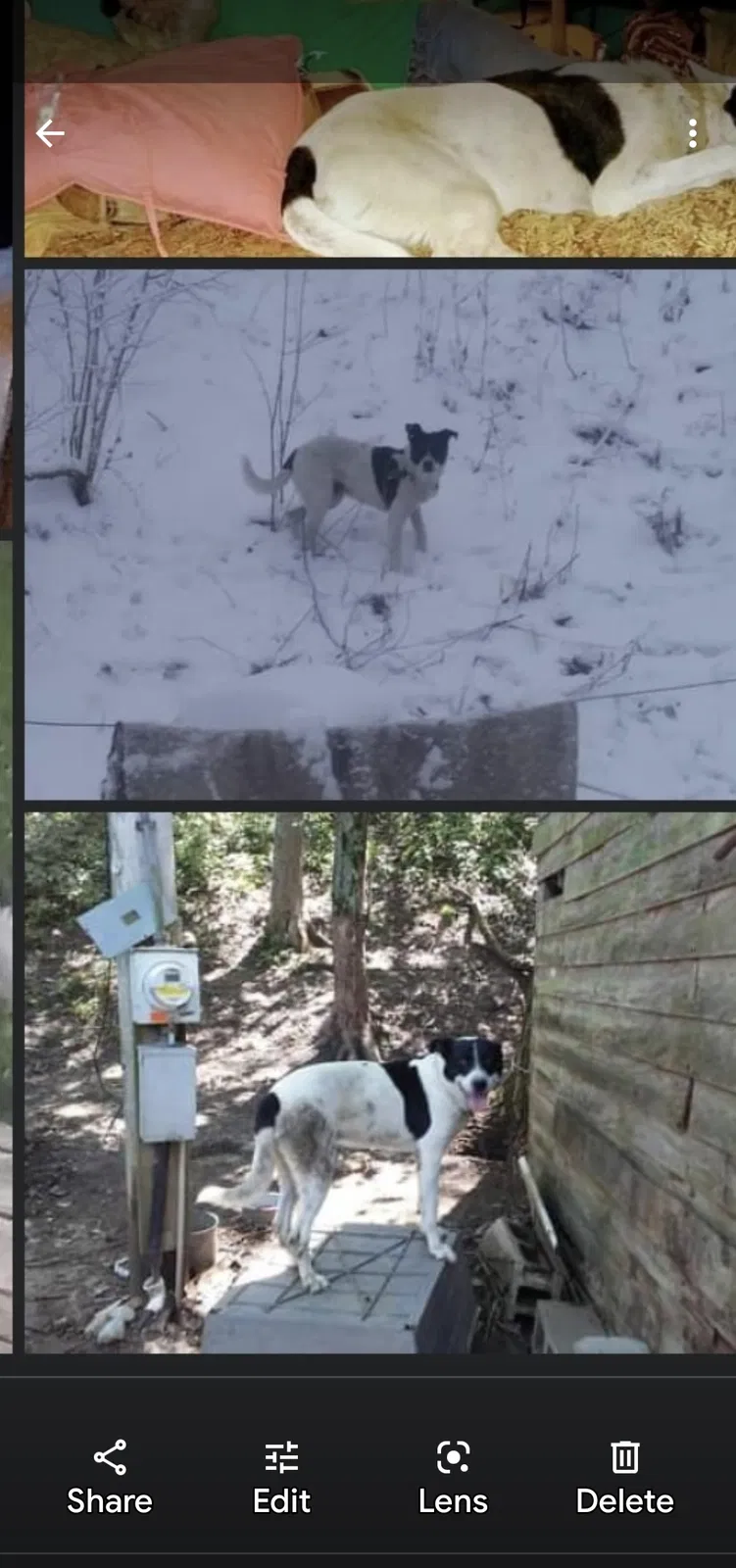 Lost dog in Poland, IN, 47868
