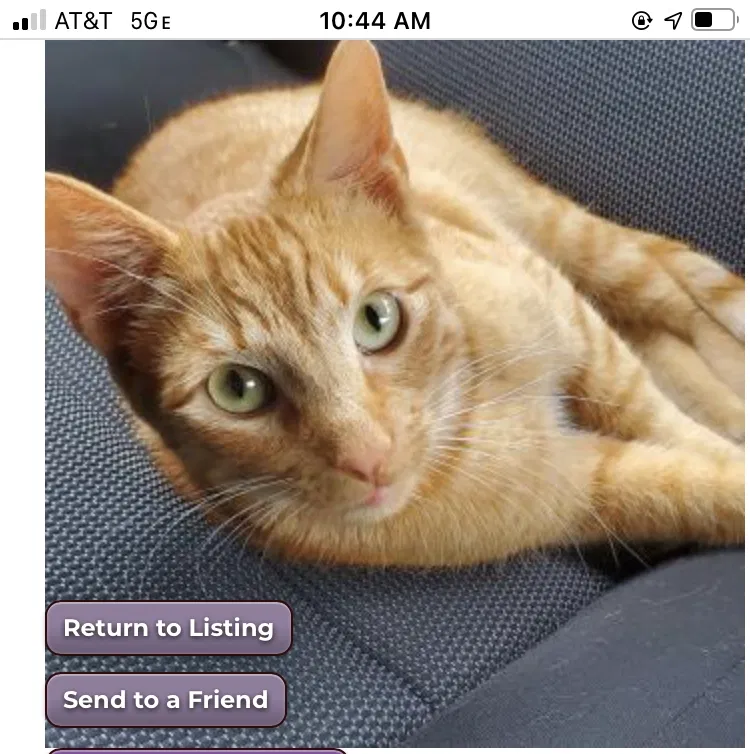 Lost cat in Cleveland, OH, 44130