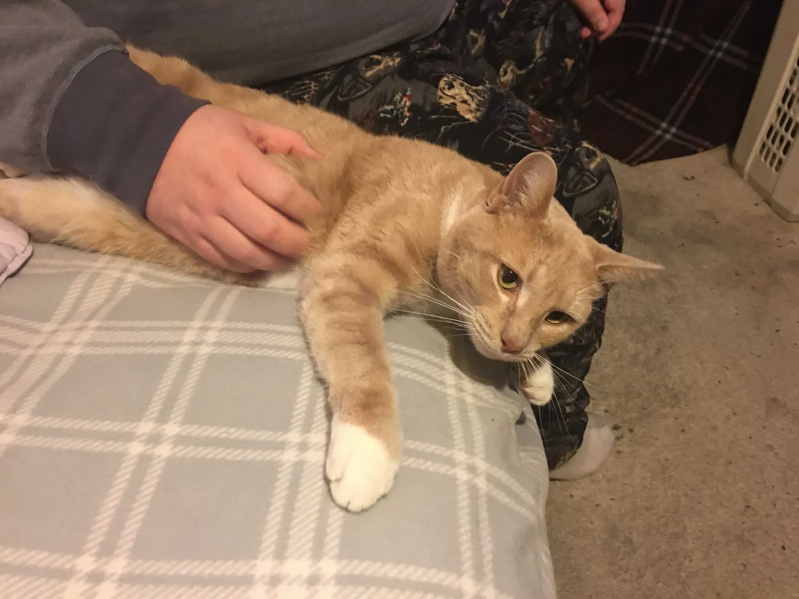 Lost cat in Mchenry, IL, 60051