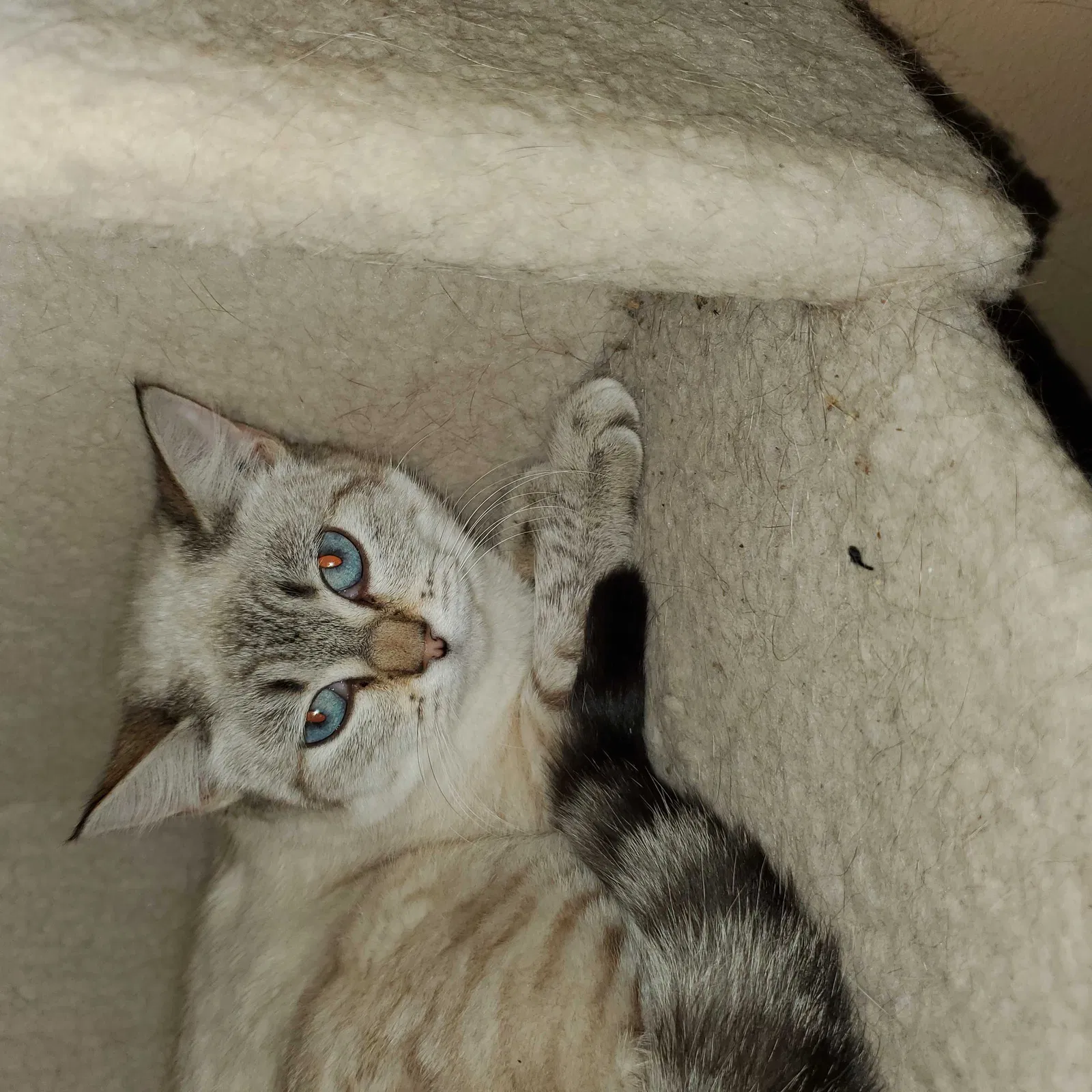Lost cat in Unknown, OR, 97003