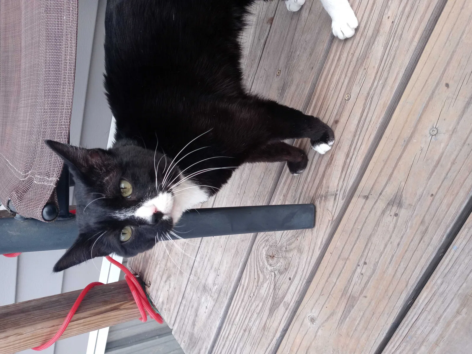 Lost cat in Springtown, TX, 76082