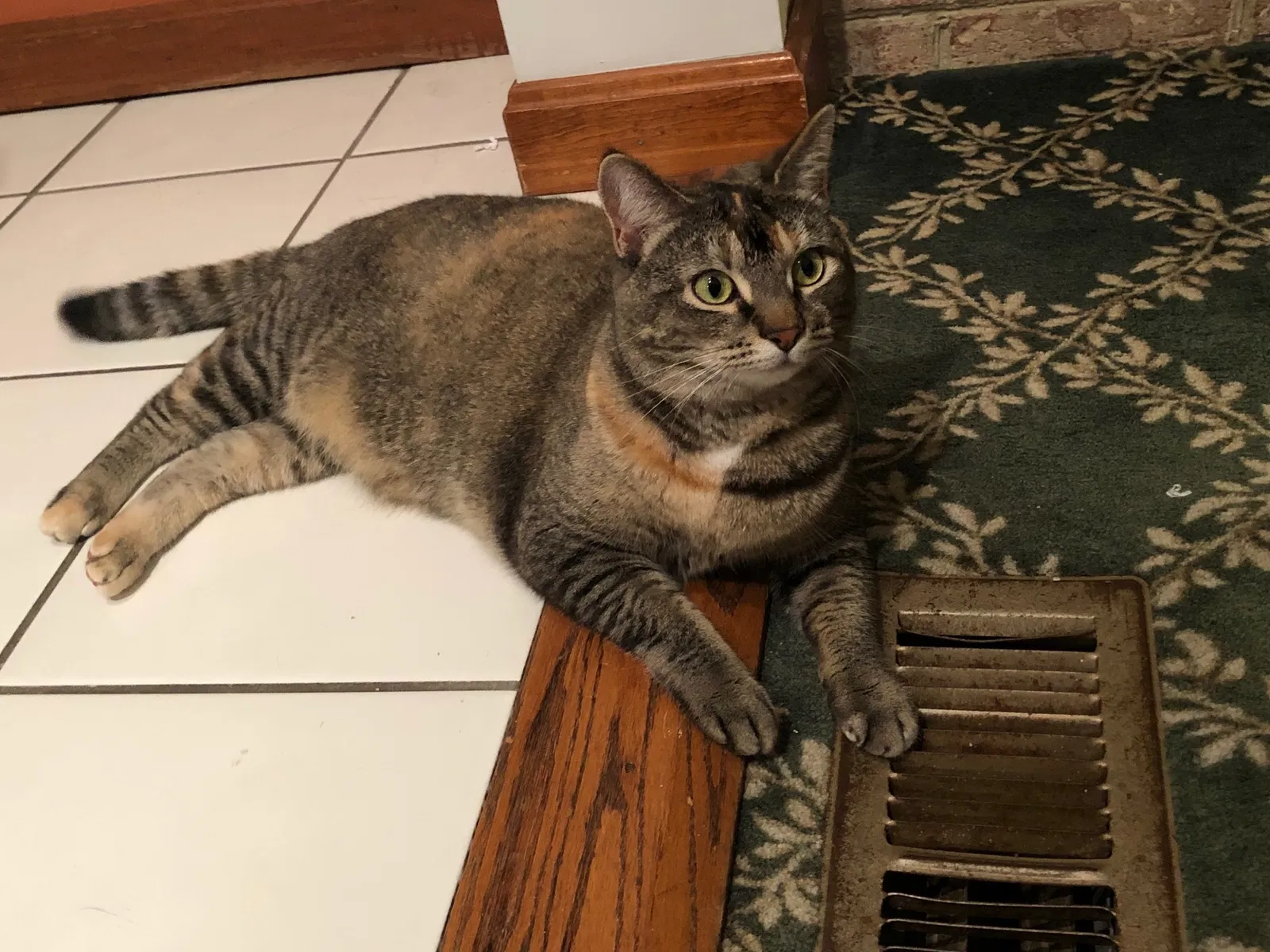 Lost cat in Sparks Glencoe, MD, 21152