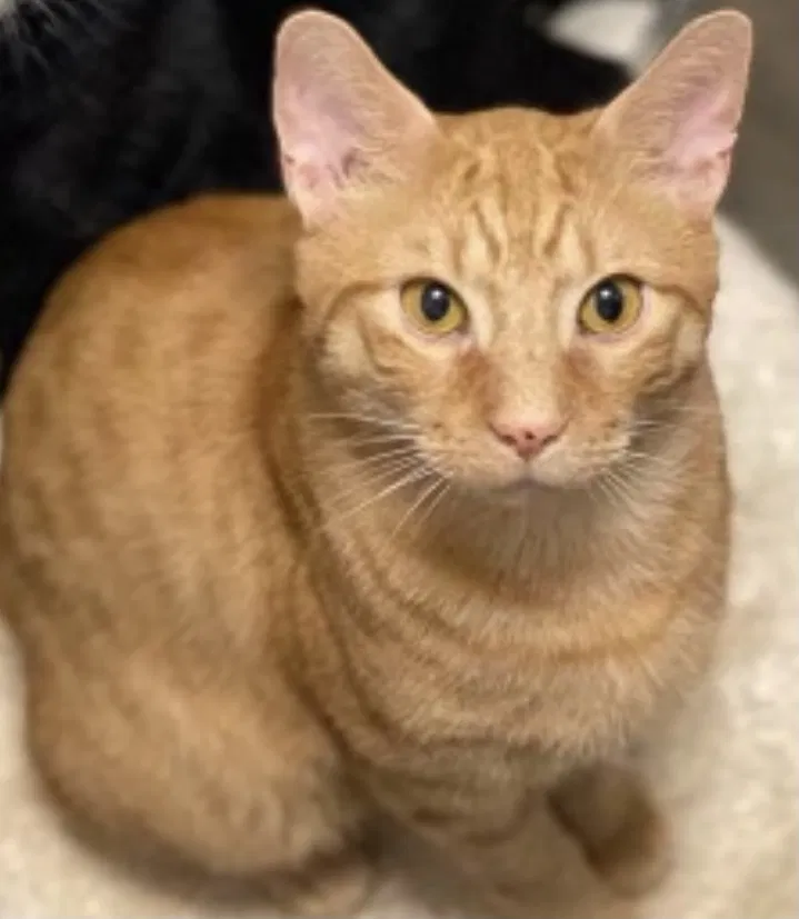 Lost cat in Bronx, NY, 10461