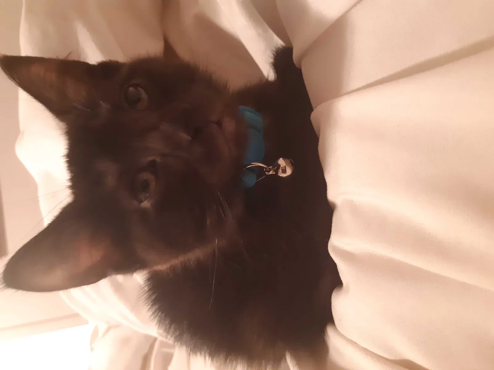 Lost cat in Norman, OK, 73069