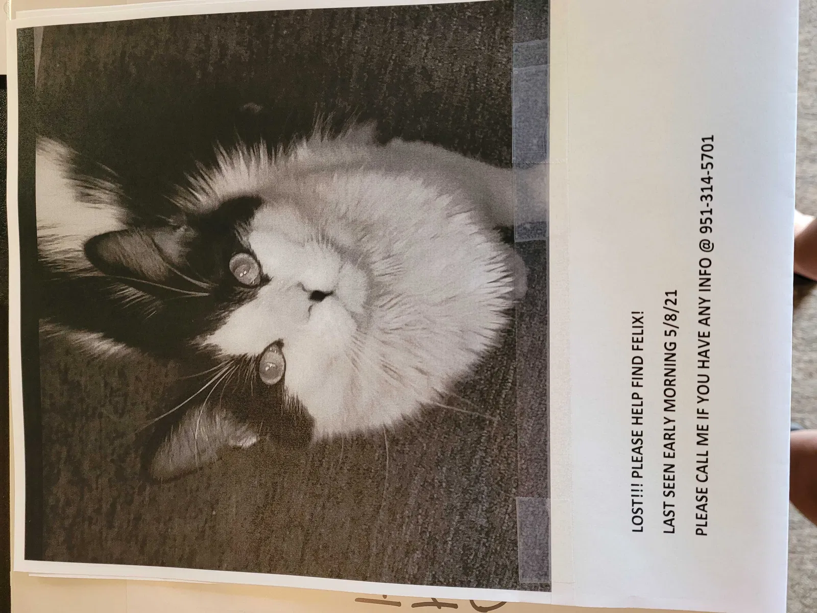 Lost cat in Corona, CA, 92879